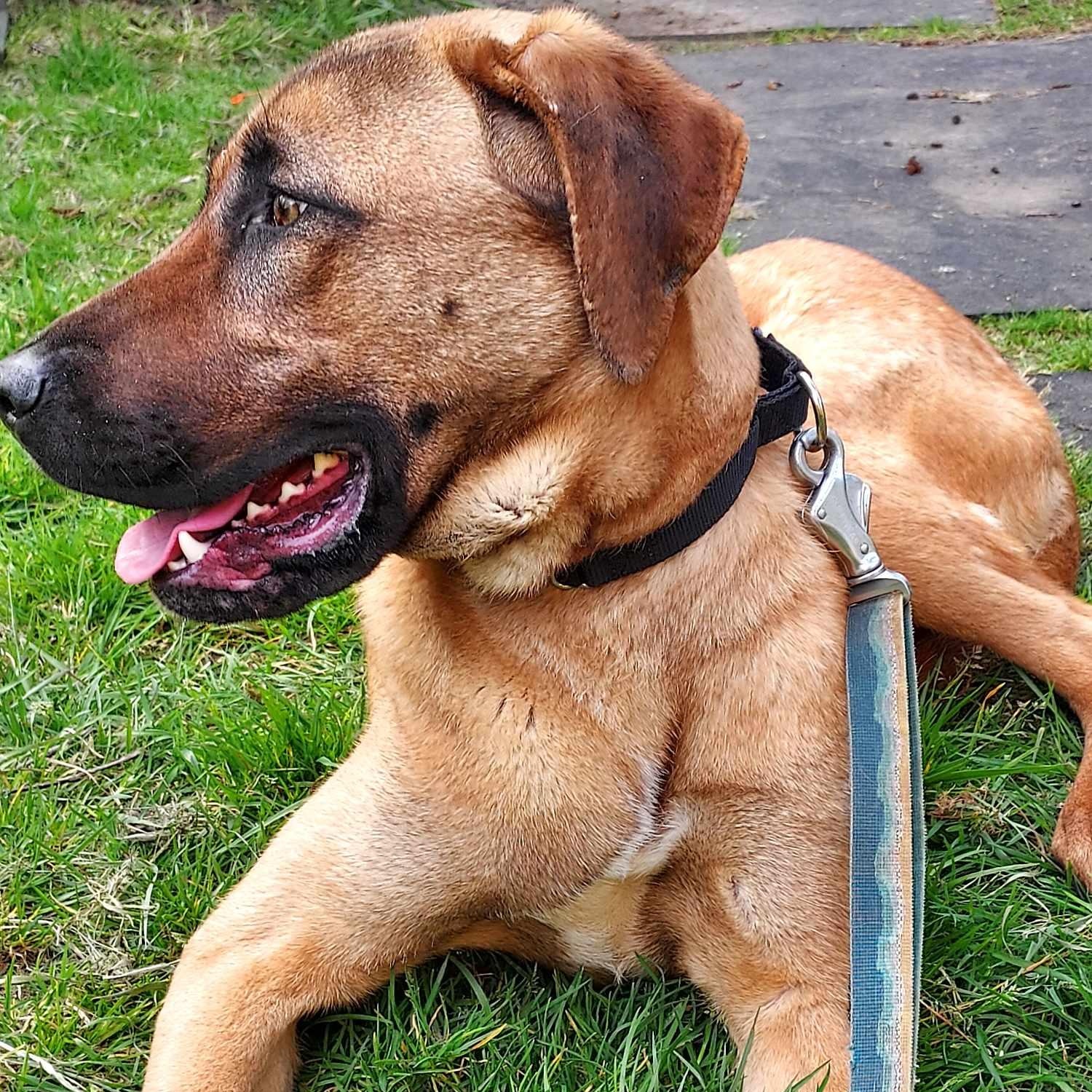 Princess is Very loving Girl :), Adoptable, Adult Female Mixed Breed.