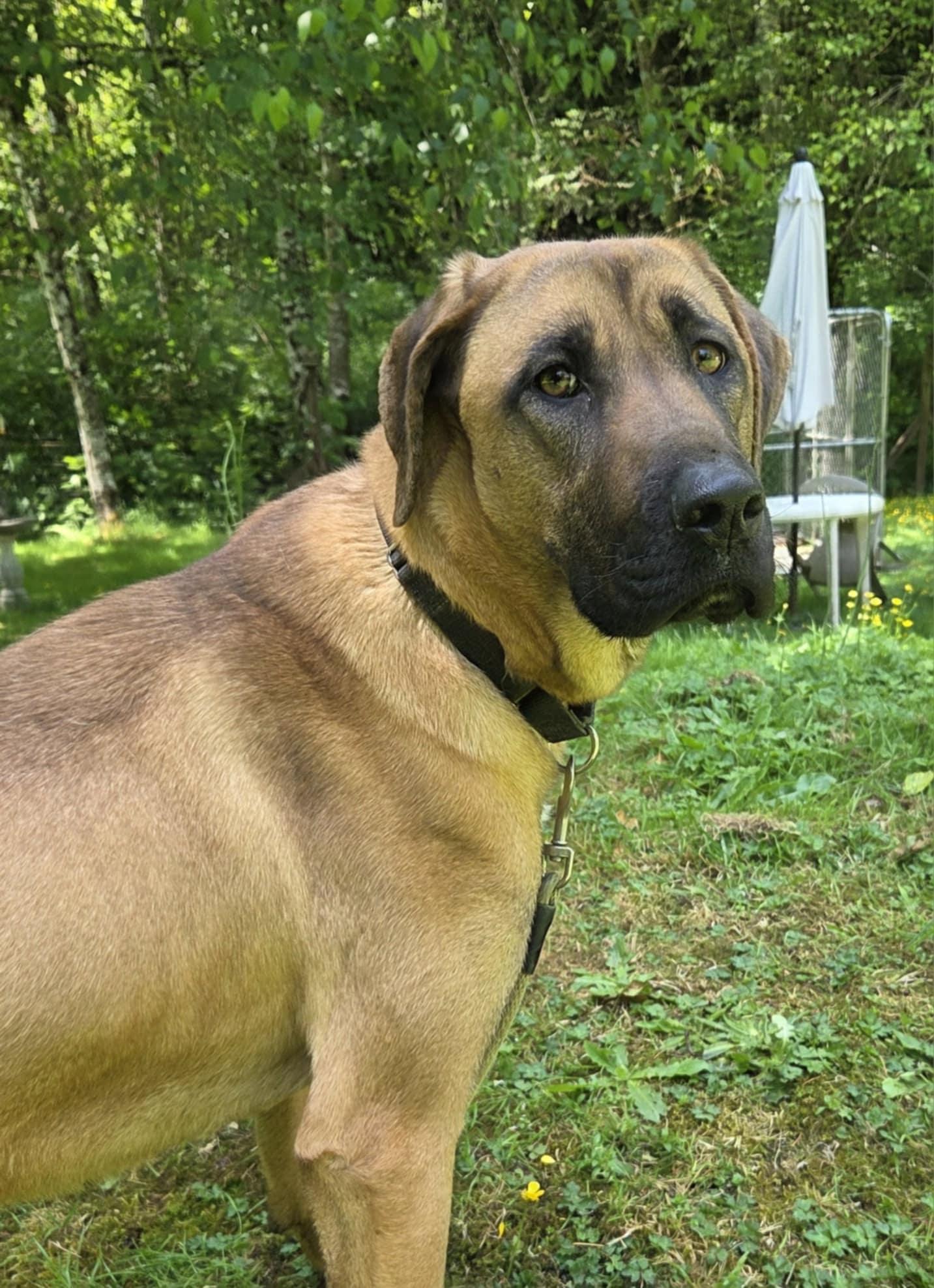 Princess is Very loving Girl :), a Adoptable mixed breed in Elma, WA image 3/6