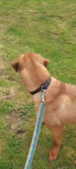 Enlarge Princess is  Very loving Girl :), a Adoptable mixed breed in Elma, WA video 6/6