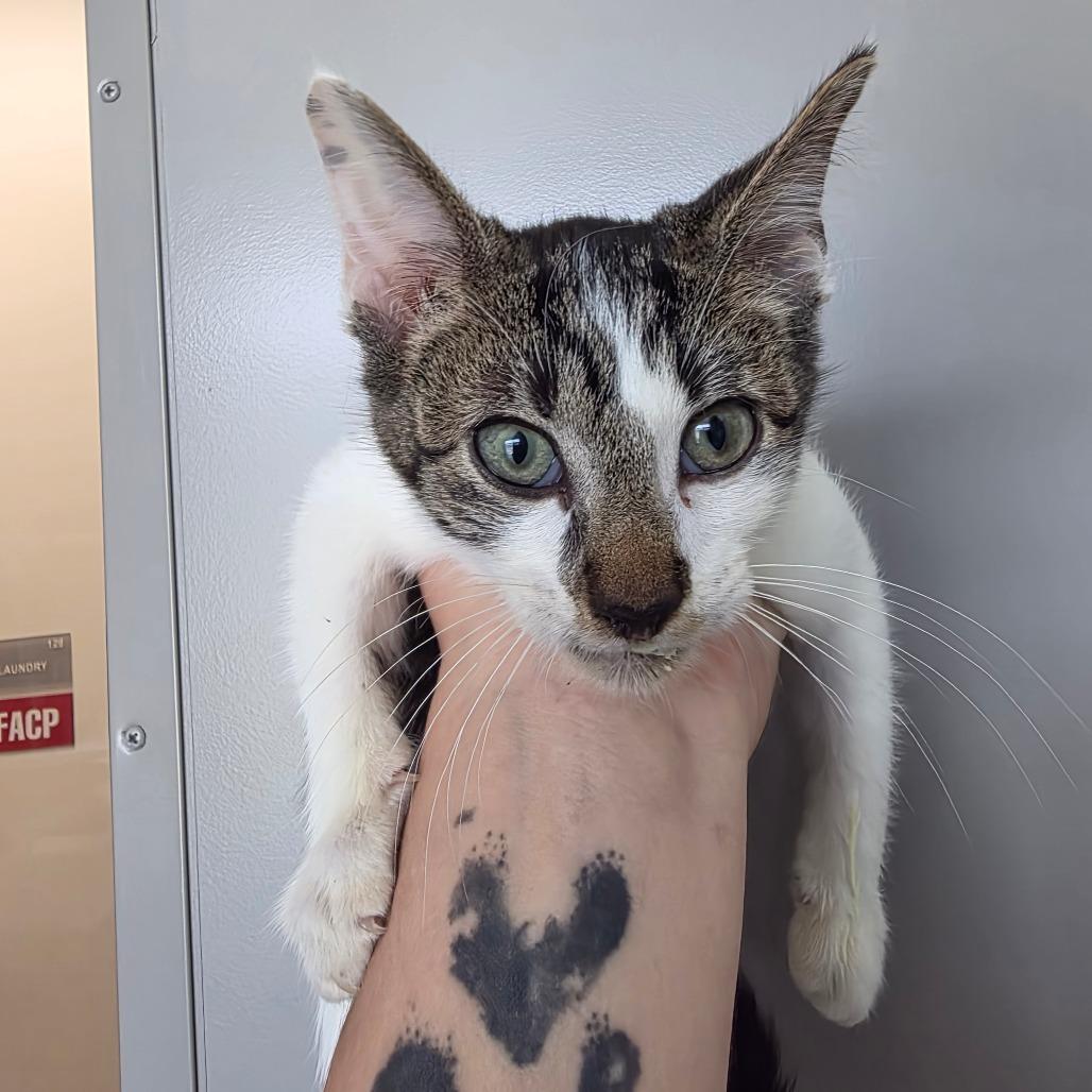 Howie, Adoptable, Kitten Male Domestic Short Hair.