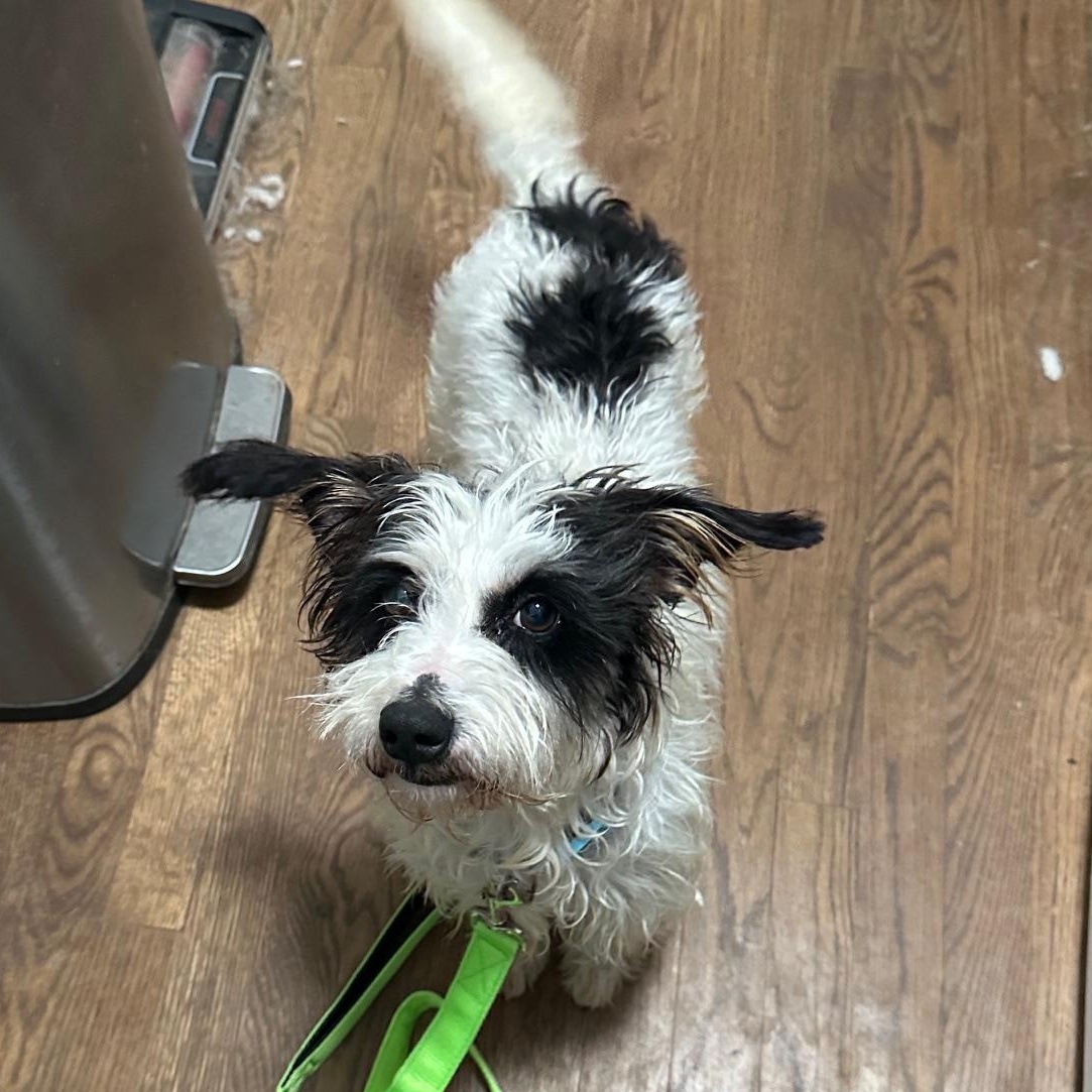 Petey , an adopted mixed breed in Richmond, VA image 5/6