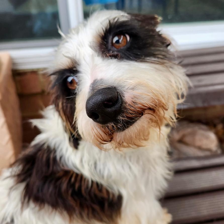 Petey , an adopted mixed breed in Richmond, VA image 2/6