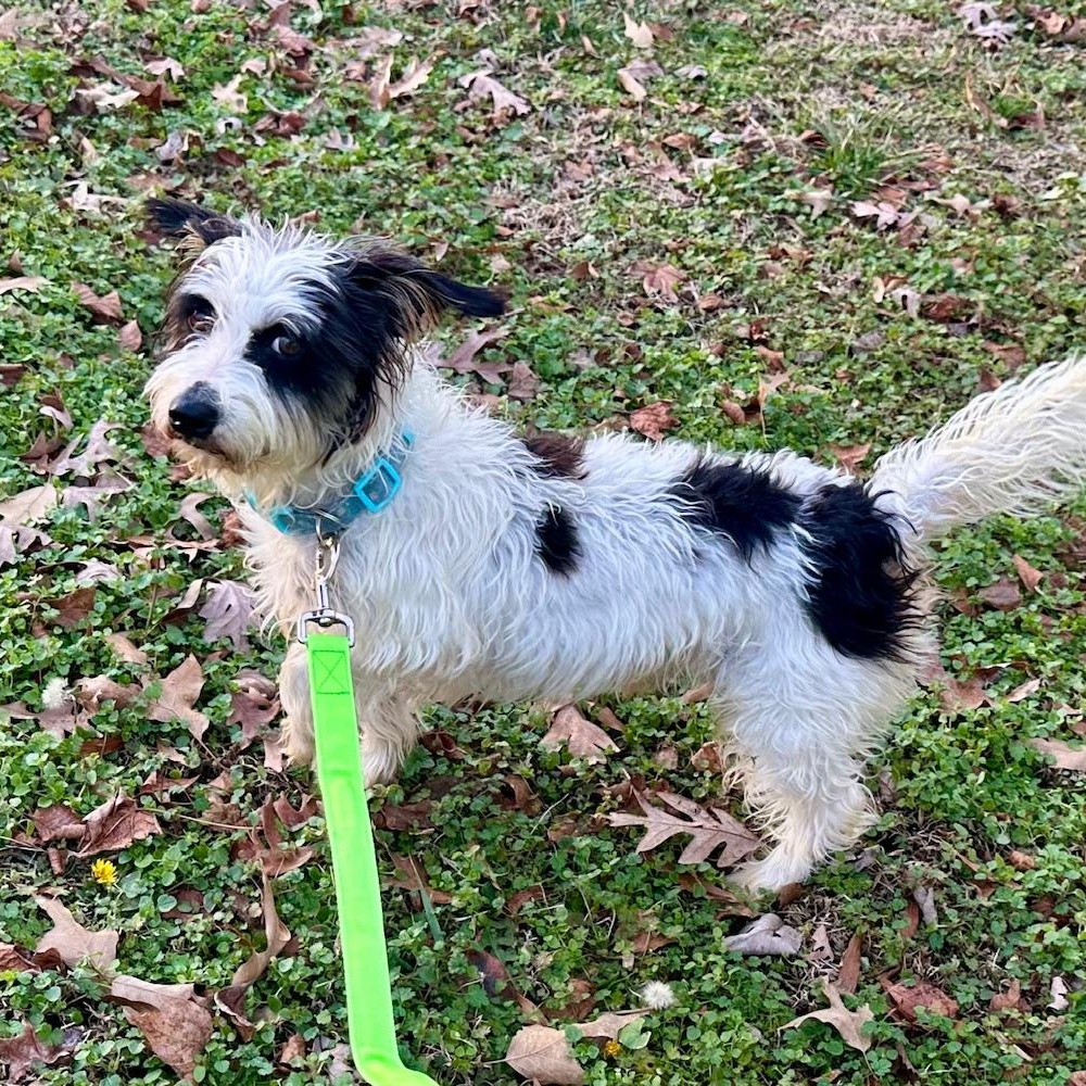 Petey , adopted, Adult Male Shih Tzu.
