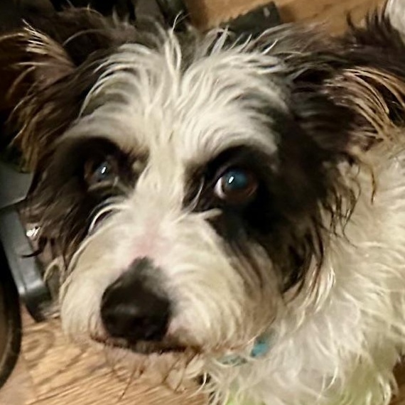 Petey , an adopted mixed breed in Richmond, VA image 6/6