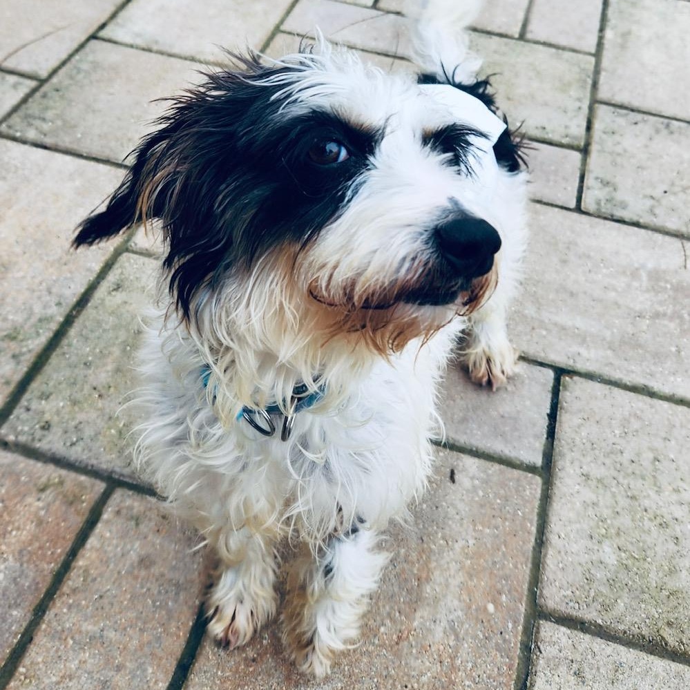 Petey , an adopted mixed breed in Richmond, VA image 4/6