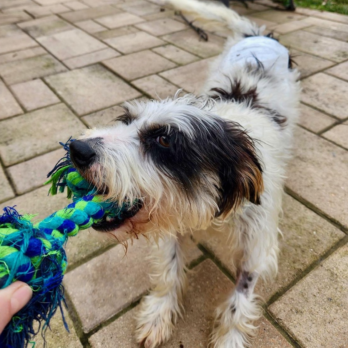 Petey , an adopted mixed breed in Richmond, VA image 3/6