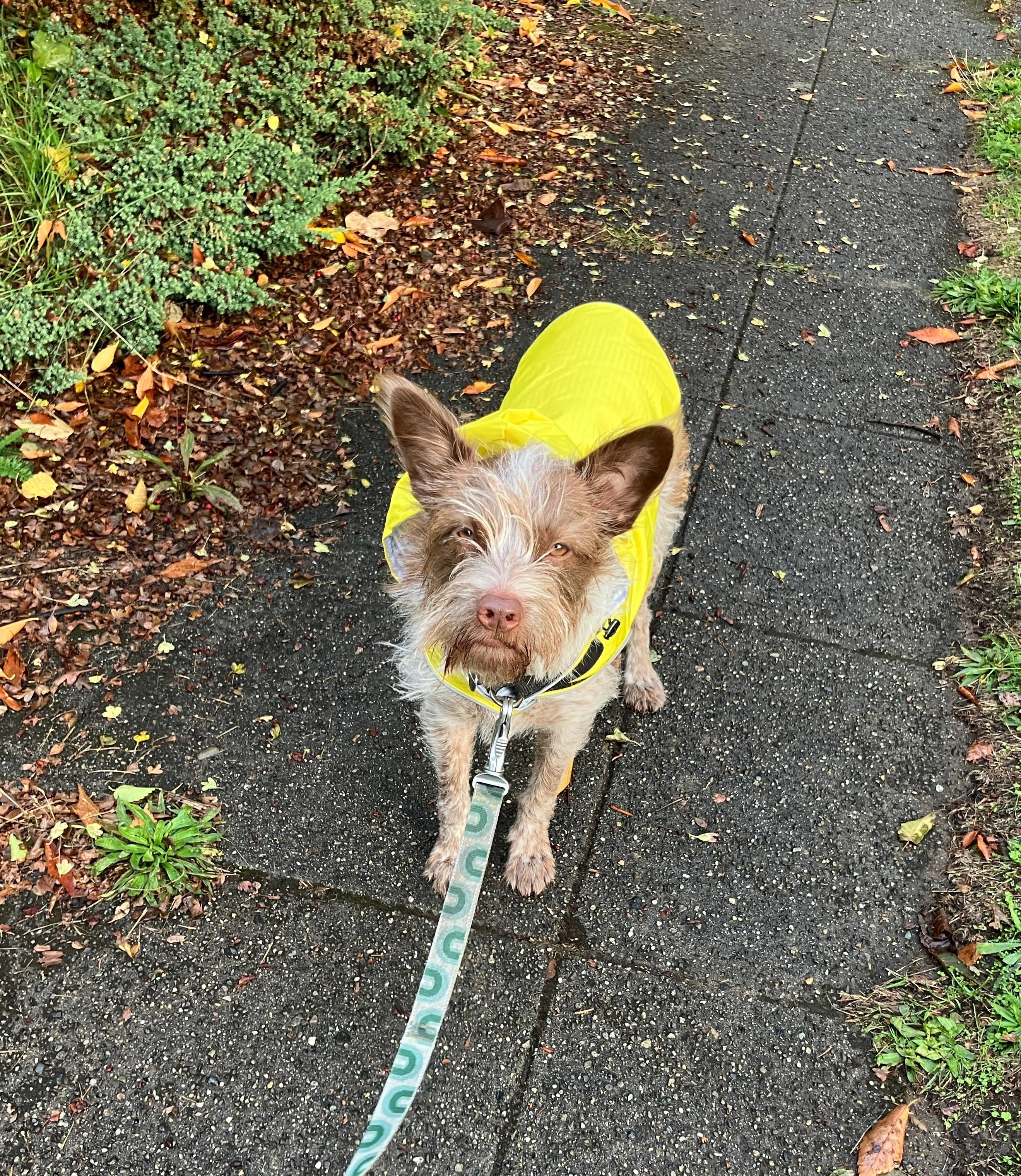 Enlarge Lou, an adoptable mixed breed in lynnwood , WA image 1/6