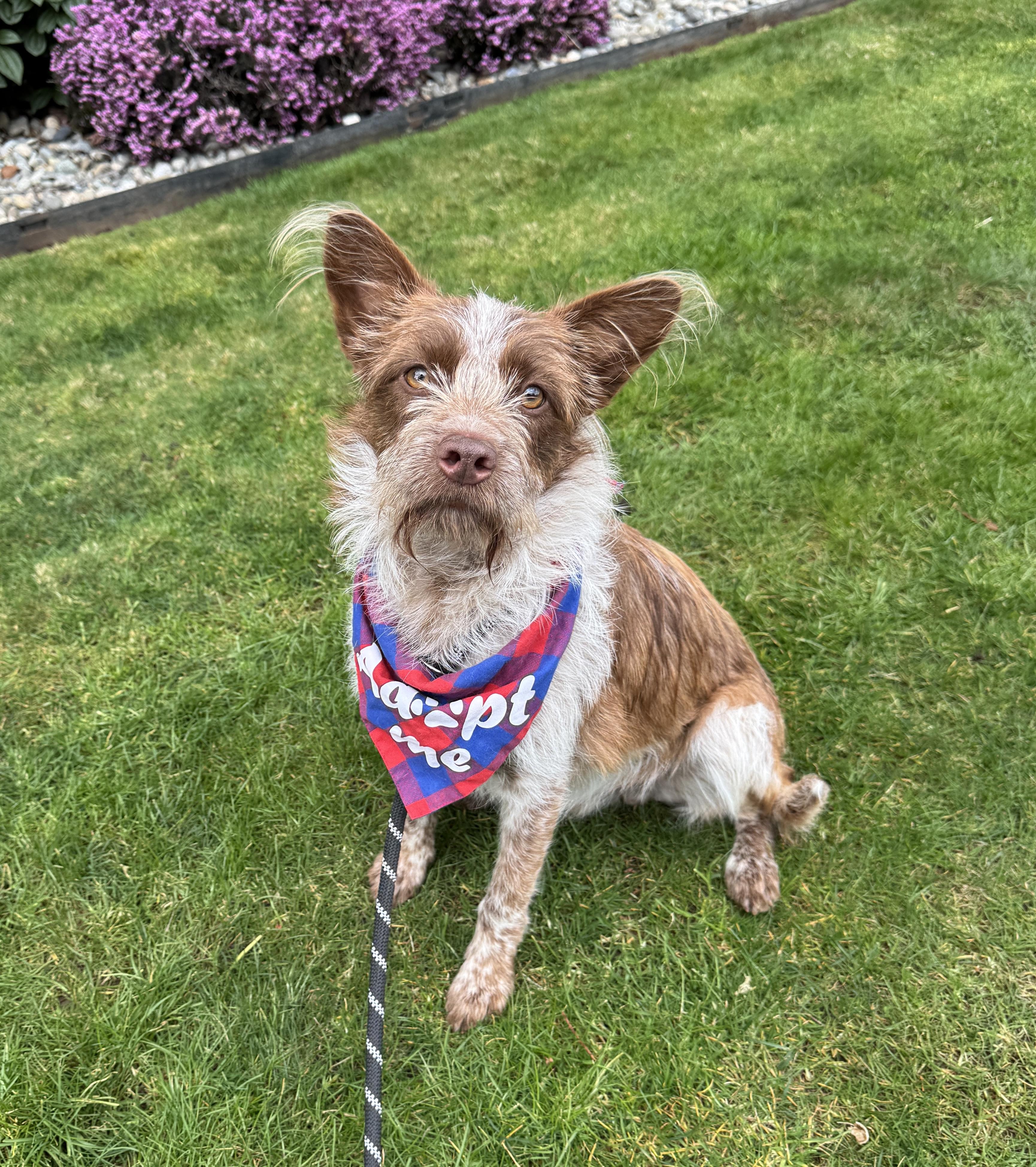 Enlarge Lou, an adoptable mixed breed in lynnwood , WA image 2/6