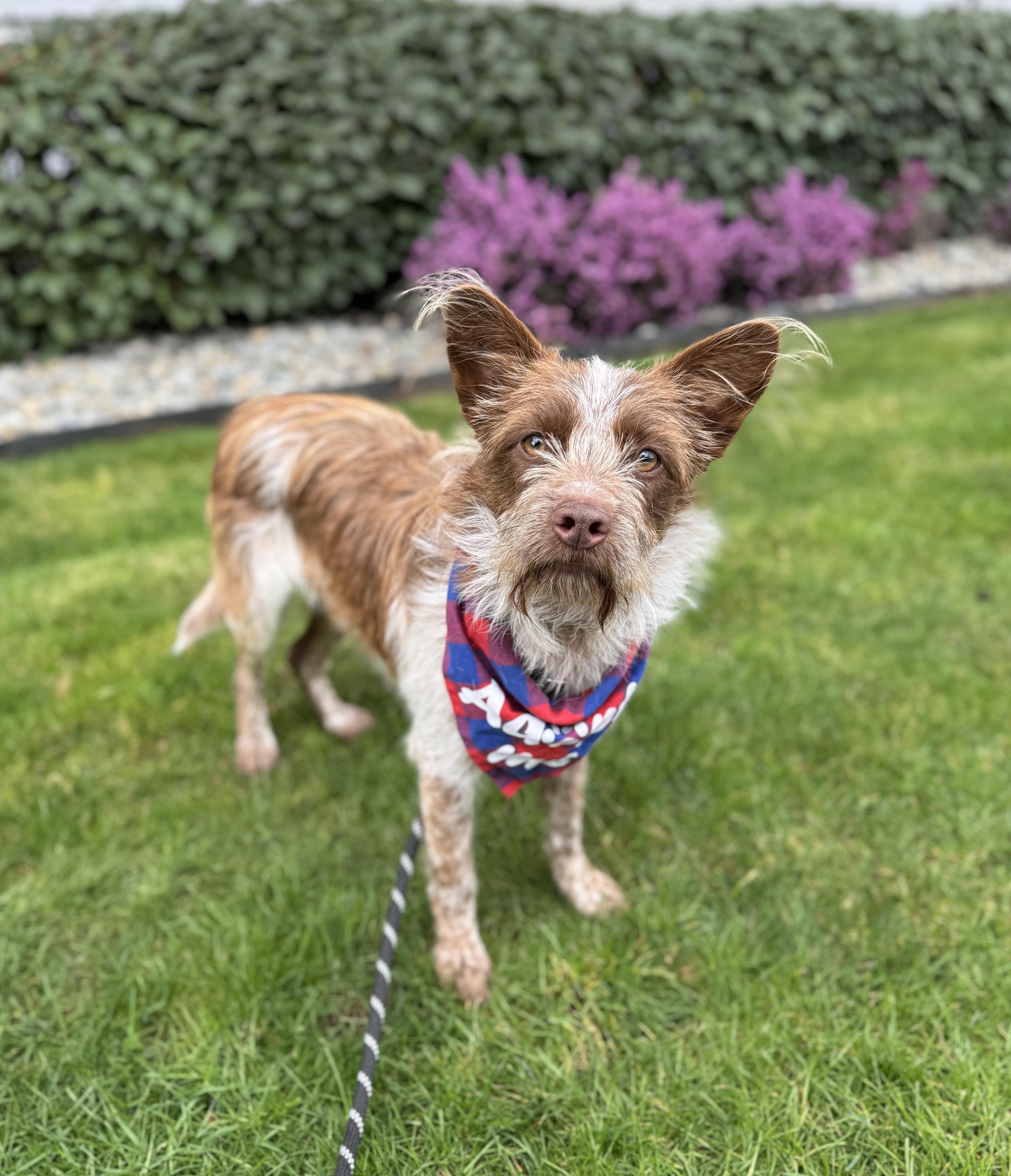 Enlarge Lou, an adoptable mixed breed in lynnwood , WA image 3/6