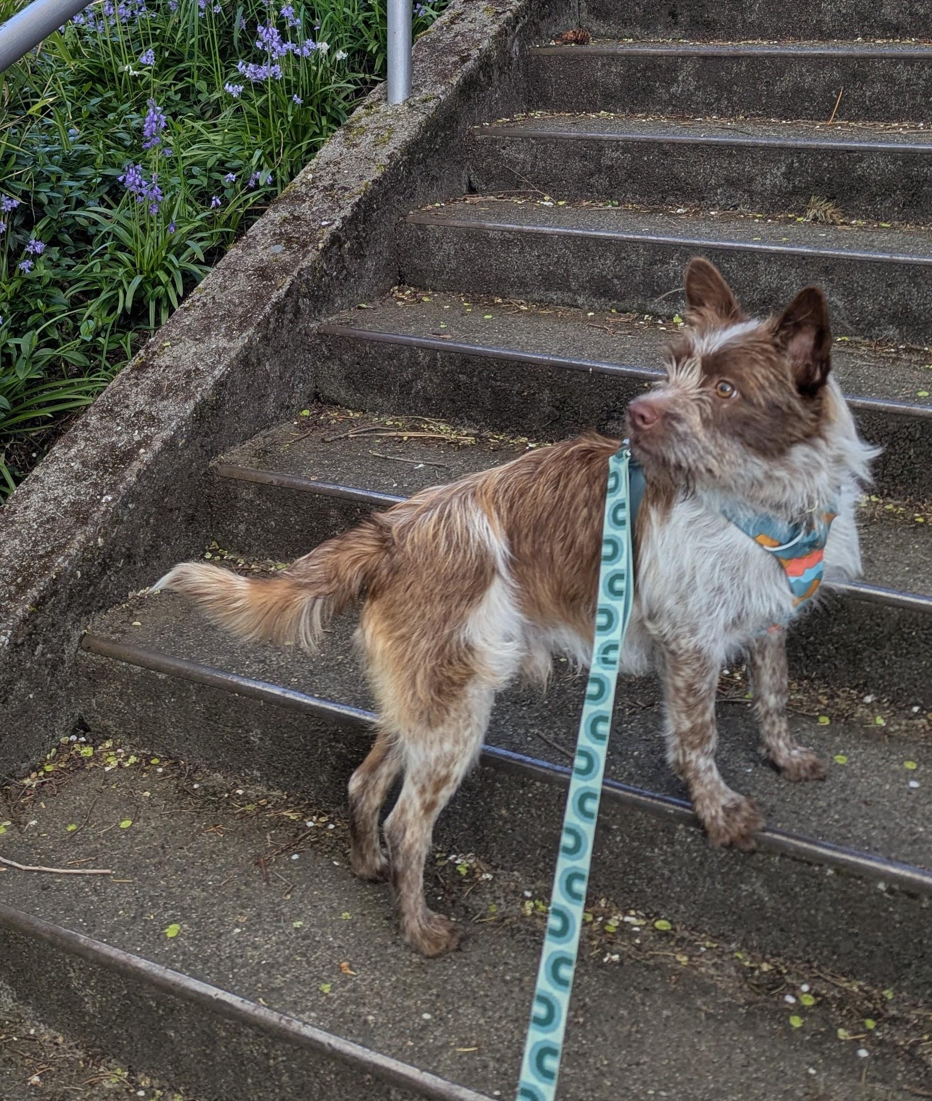 Enlarge Lou, an adoptable mixed breed in lynnwood , WA image 4/6