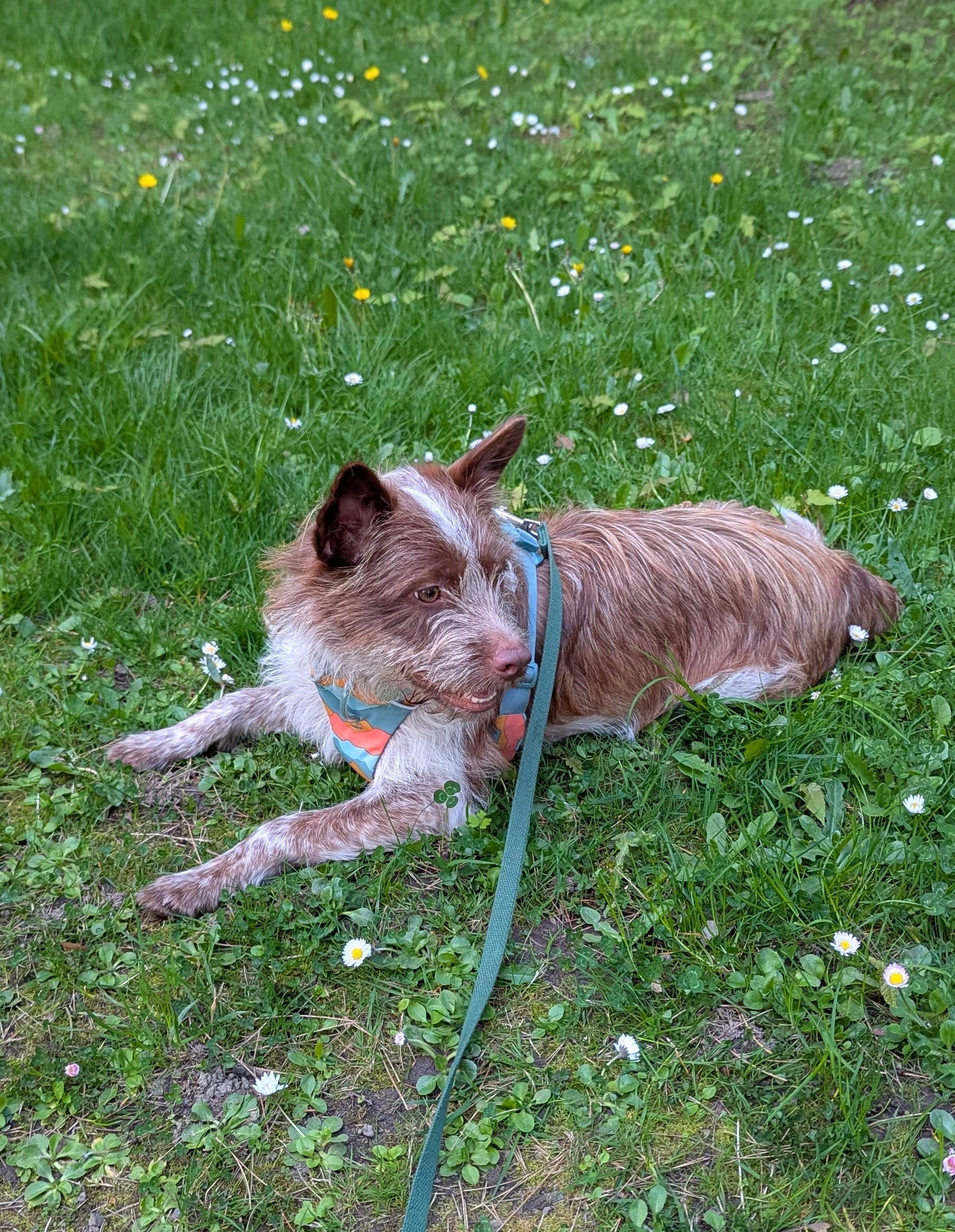 Enlarge Lou, an adoptable mixed breed in lynnwood , WA image 5/6