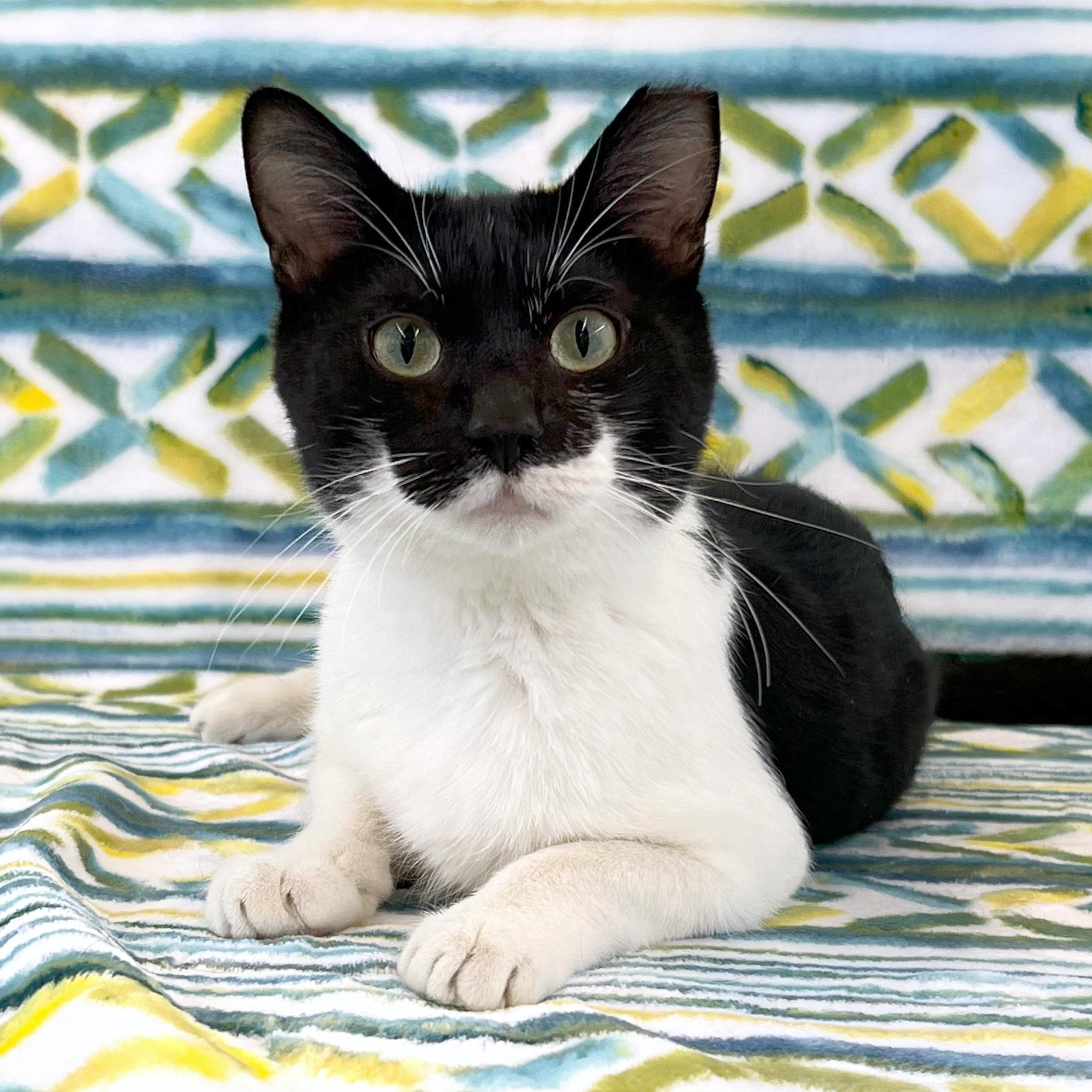 Enlarge Batman, an adoptable Domestic Short Hair in St. Louis, MO image 1/1