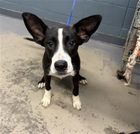 Enlarge SHILOH, a Adoptable Border Collie in Tallahassee, FL image 1/1