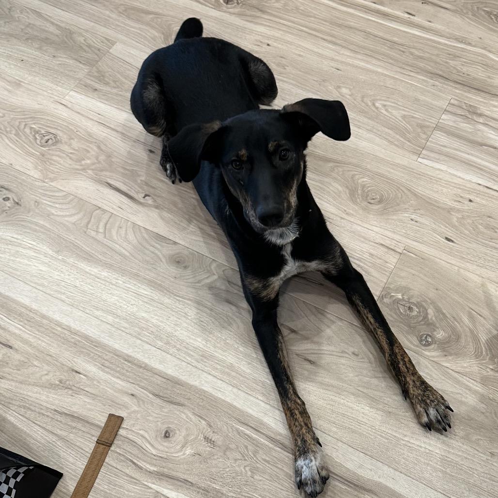 Lucille, Adoptable, Adult Female Mountain Cur.