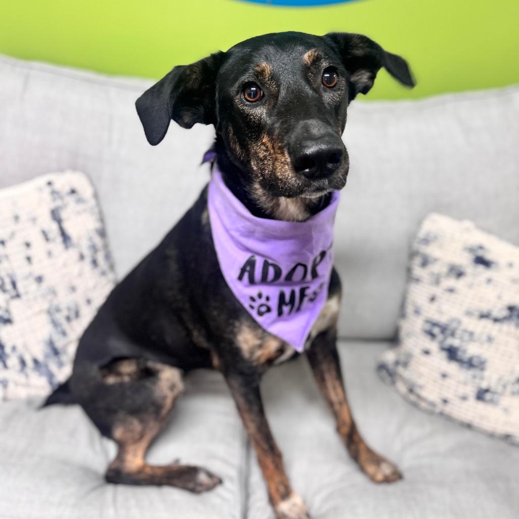 Enlarge Lucille, a Adoptable Mountain Cur in Brownsboro, AL image 3/6