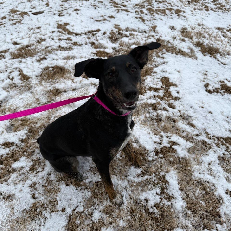 Lucille, a Adoptable Mountain Cur in Brownsboro, AL image 3/6
