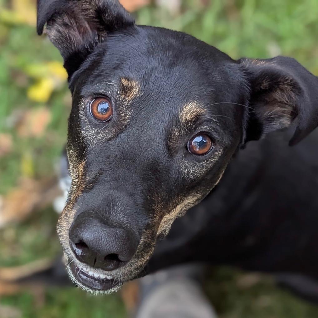 Lucille, a Adoptable Mountain Cur in Brownsboro, AL image 6/6