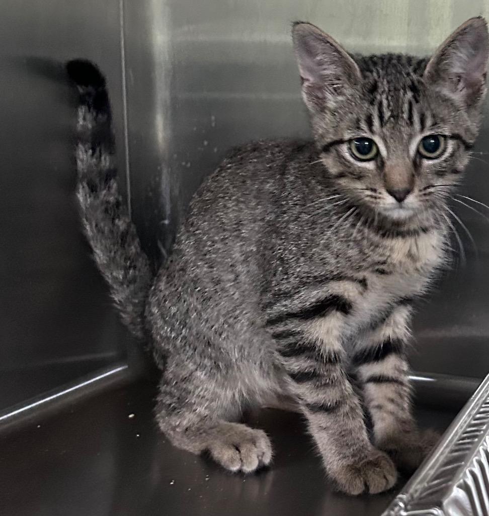 Brooks, Adoptable, Kitten Male Domestic Short Hair.