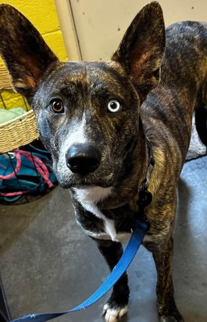 Enlarge BRUNO, a Adoptable Dutch Shepherd in Elizabethton, TN image 1/1