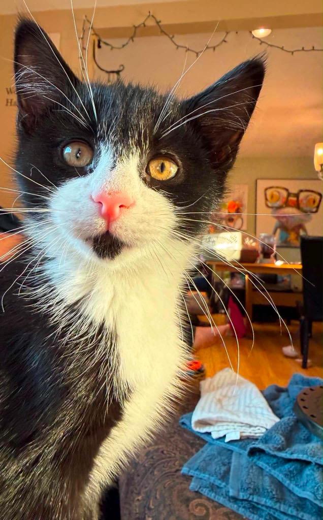 Lima Bean, Adoptable, Kitten Male Domestic Short Hair.