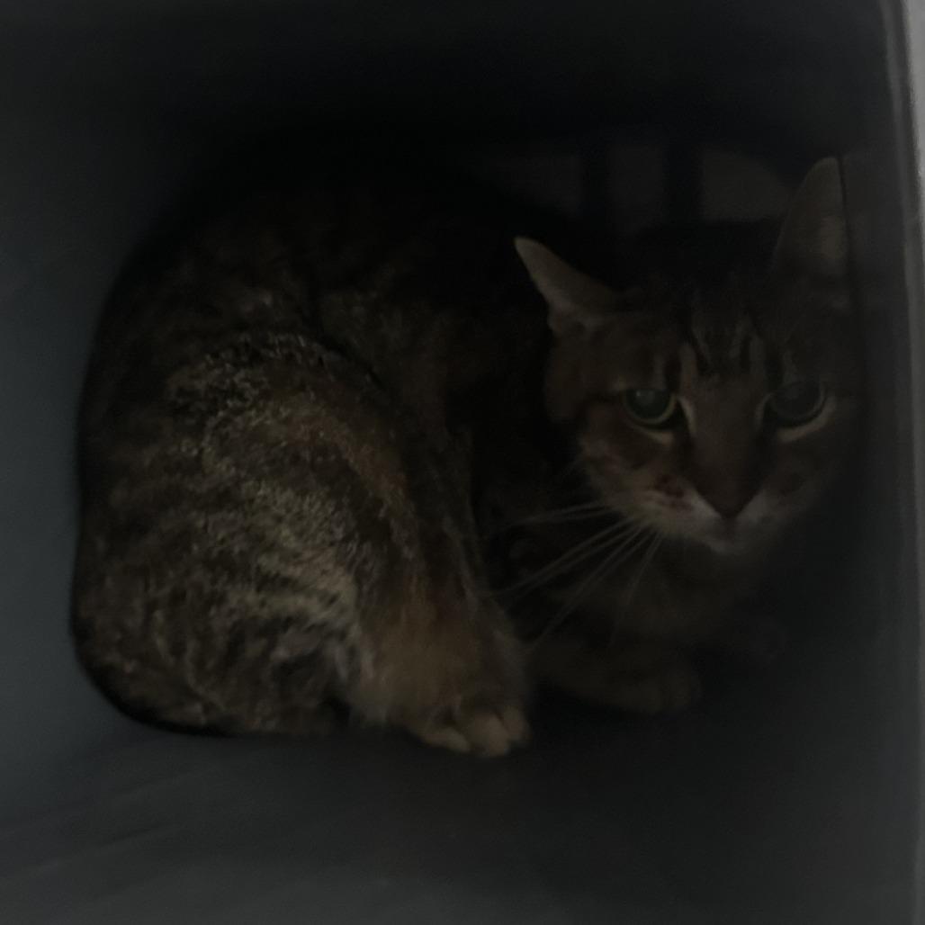 Enlarge Bootsie, a Adoptable Domestic Short Hair in Emporia, KS image 1/2