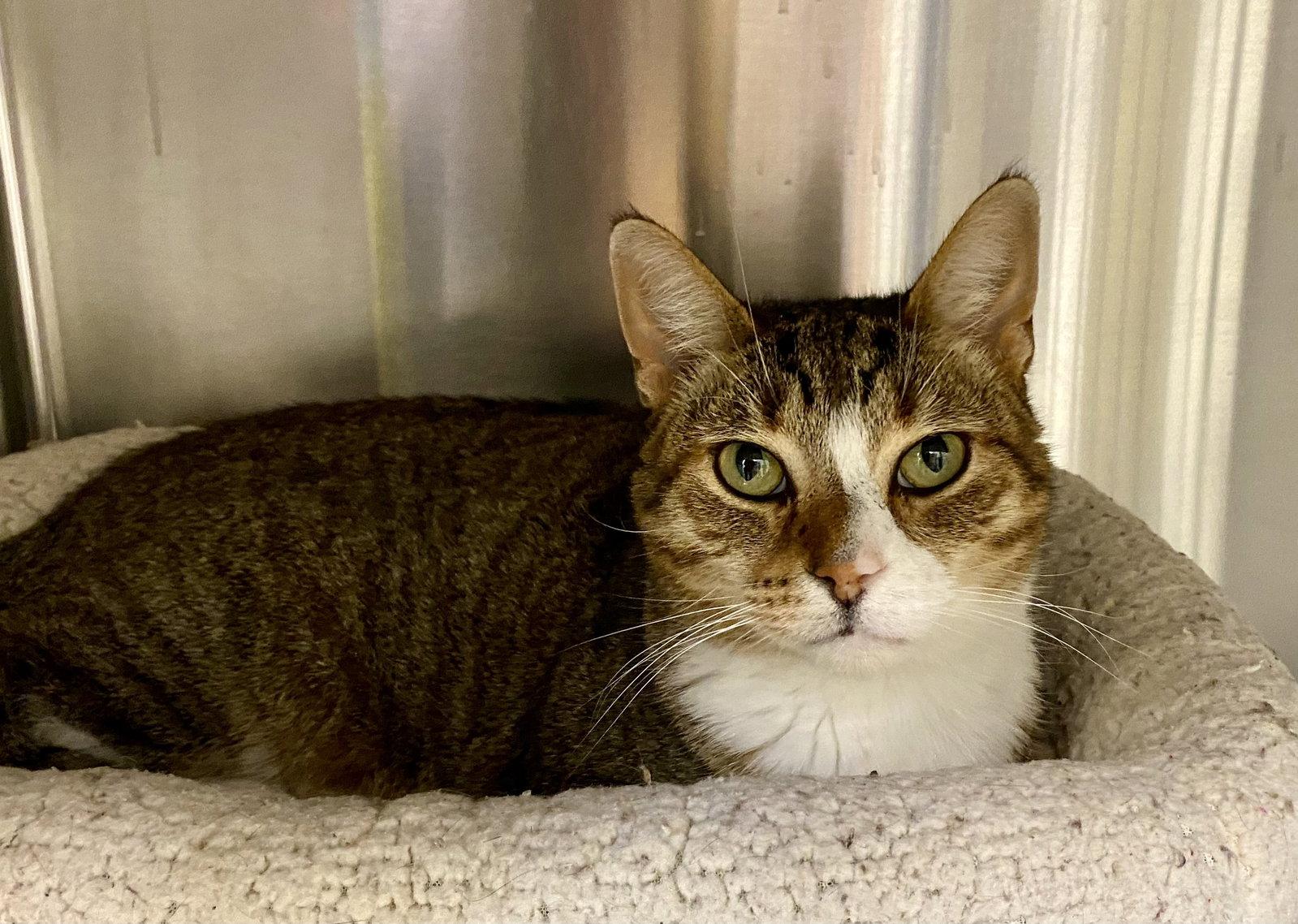Cobra Kai, Adopted, Adult Male Domestic Short Hair & Tabby.
