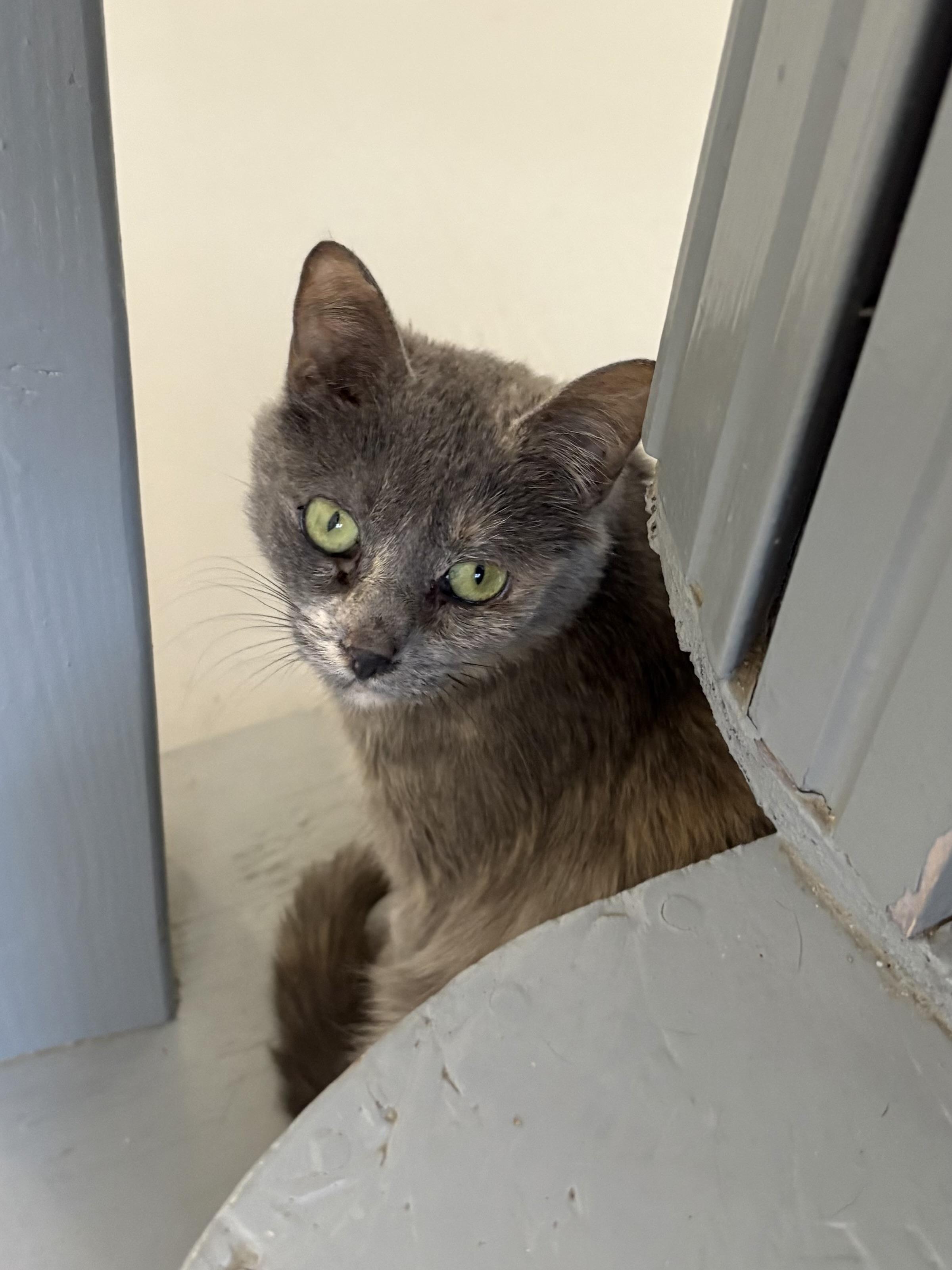 Lola, Adoptable, Young Female Dilute Calico.