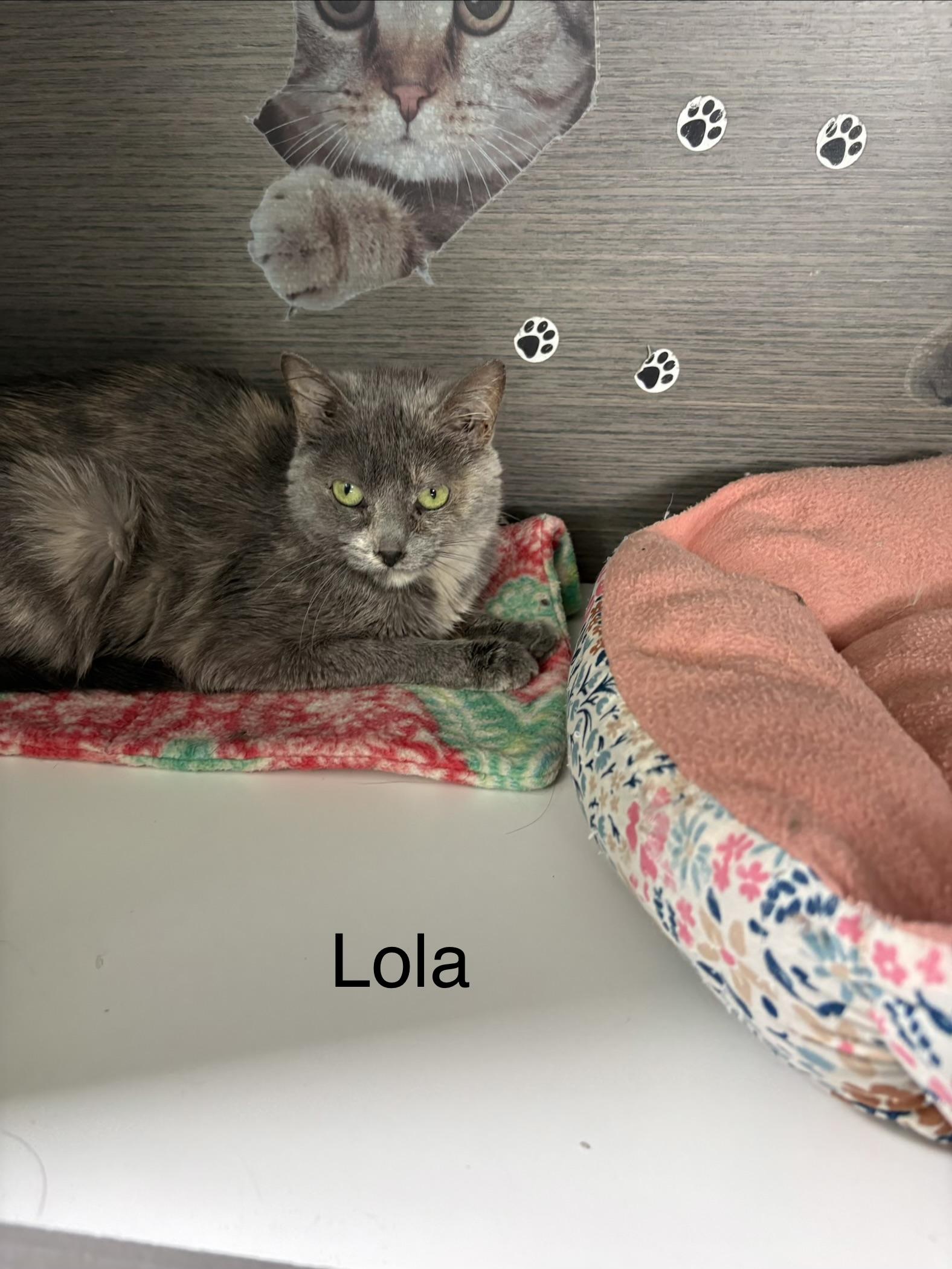 Enlarge Lola, a Adoptable Dilute Calico in Big Rapids, MI image 4/4