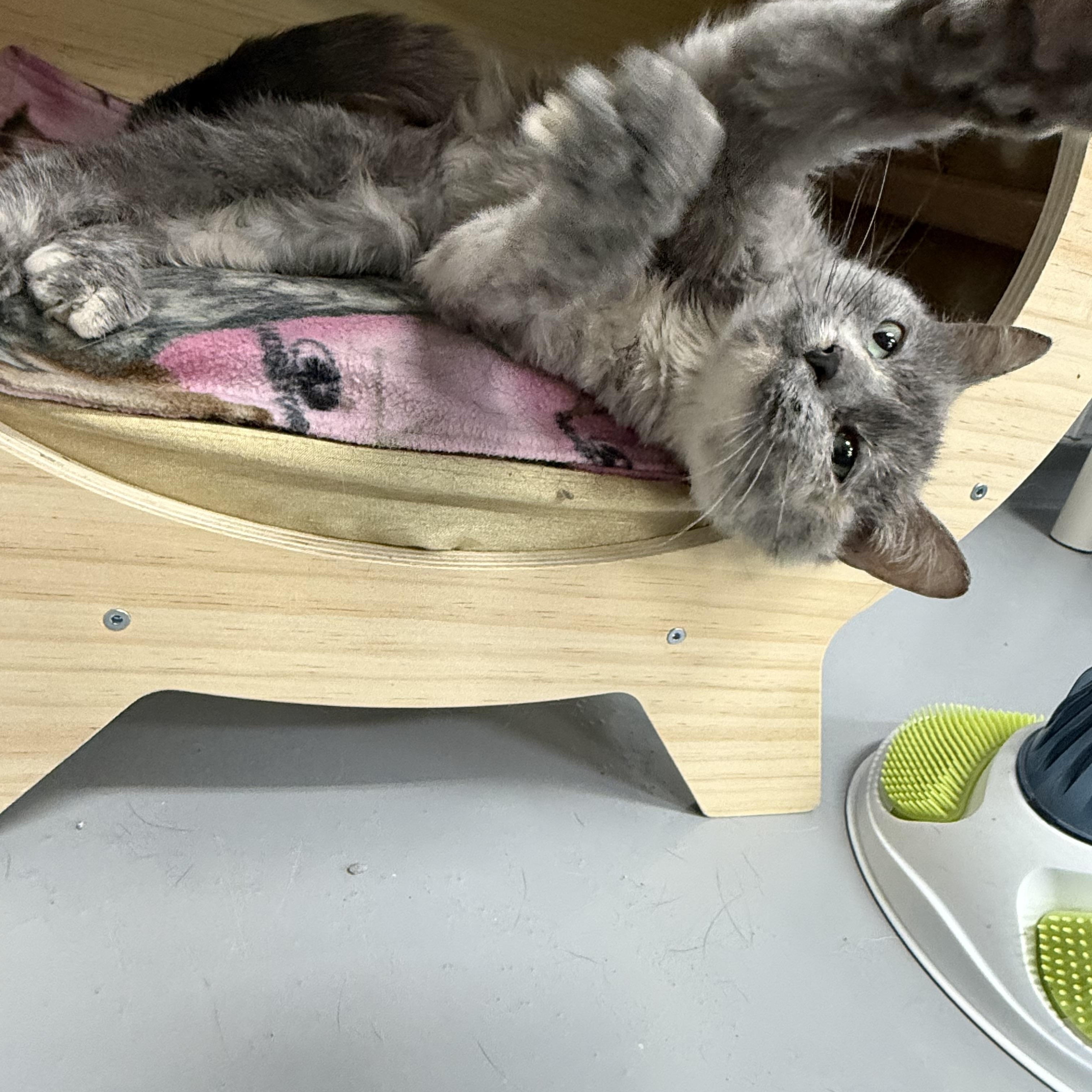 Enlarge Lola, a Adoptable Dilute Calico in Big Rapids, MI image 2/4