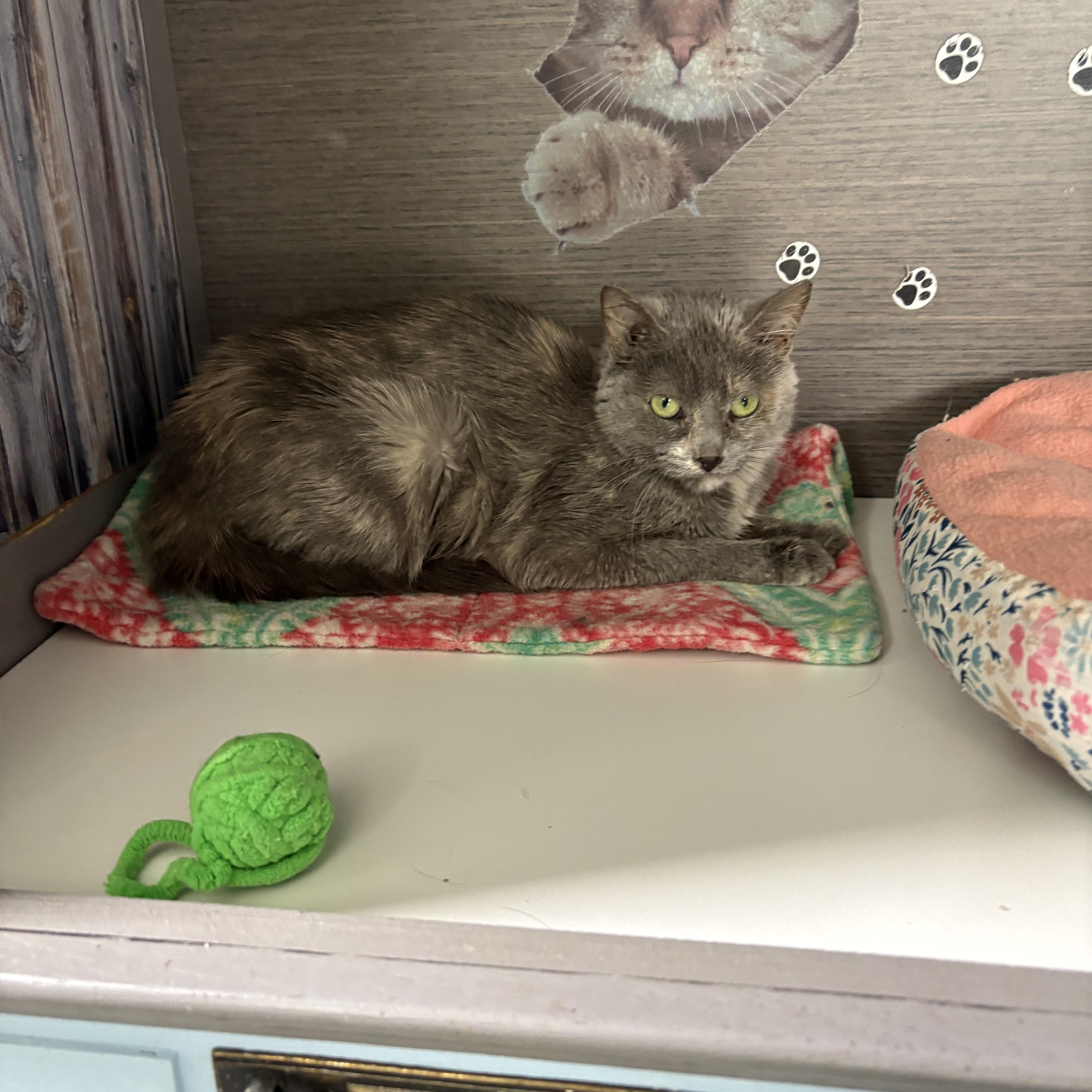 Enlarge Lola, a Adoptable Dilute Calico in Big Rapids, MI image 3/4