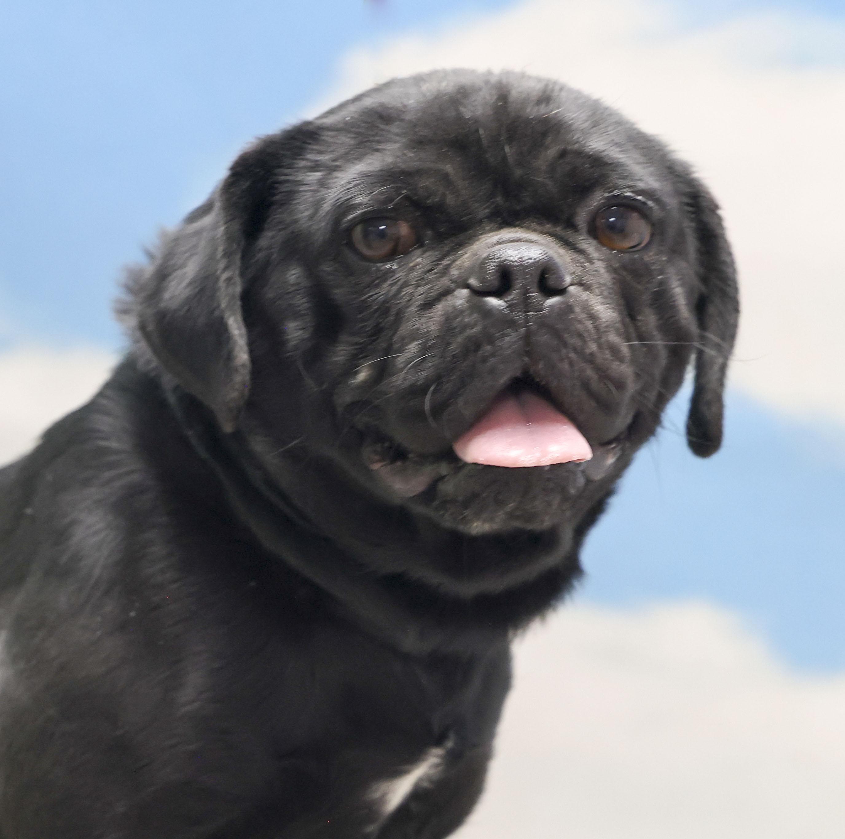 Enlarge Tiny, an adopted Pug in Casa Grande, AZ image 4/4