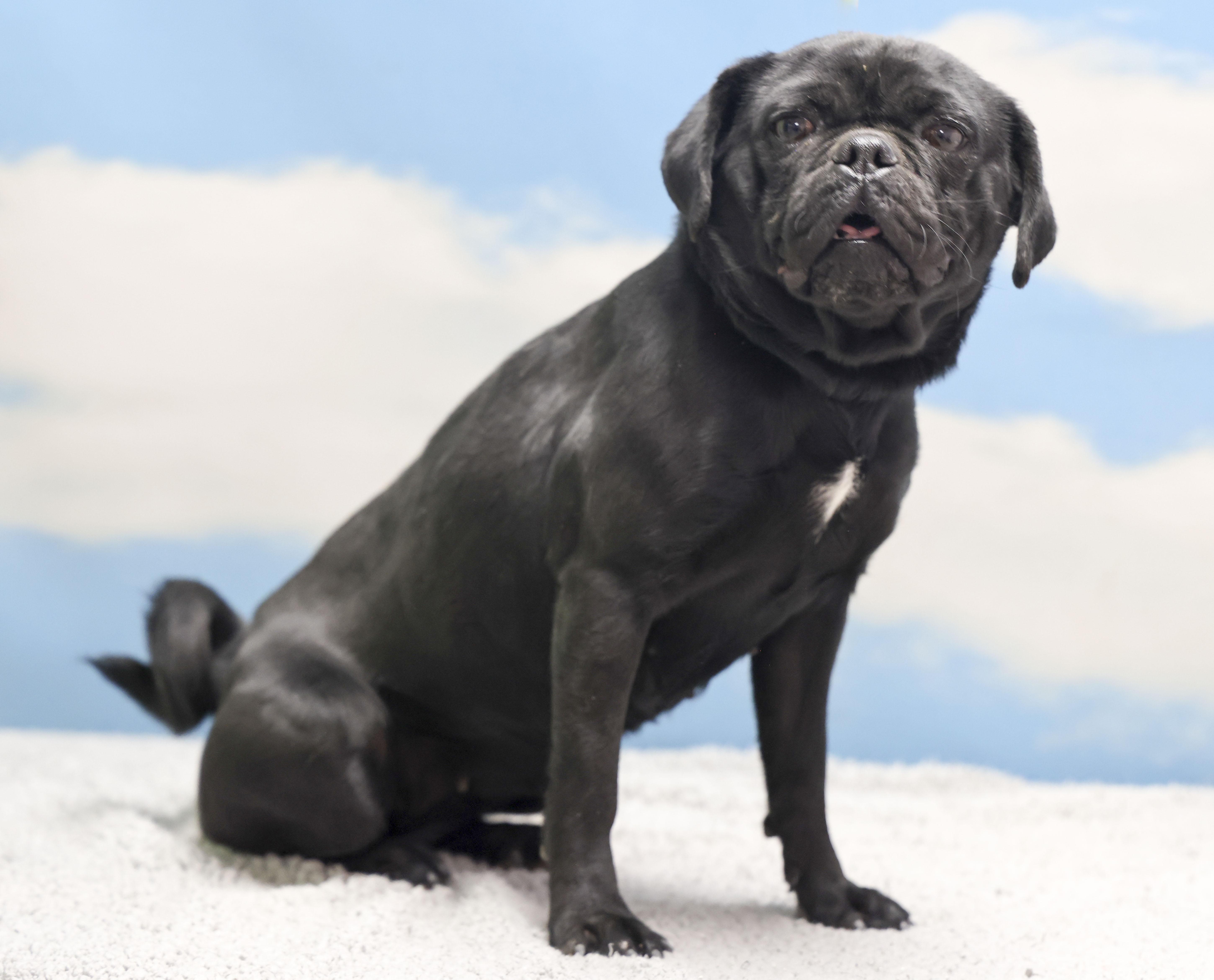 Tiny, adopted, Young Female Pug.