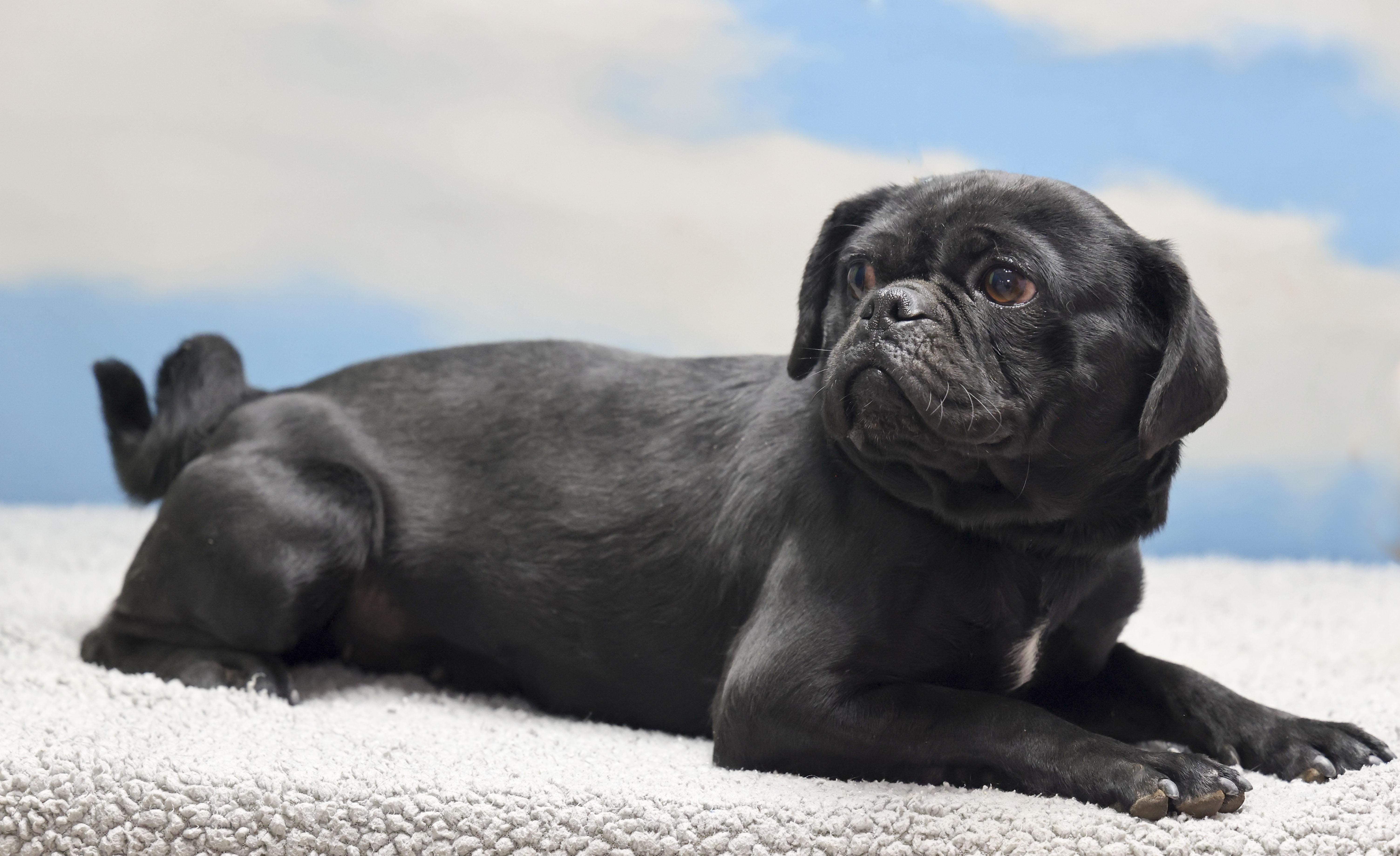 Enlarge Tiny, an adopted Pug in Casa Grande, AZ image 3/4