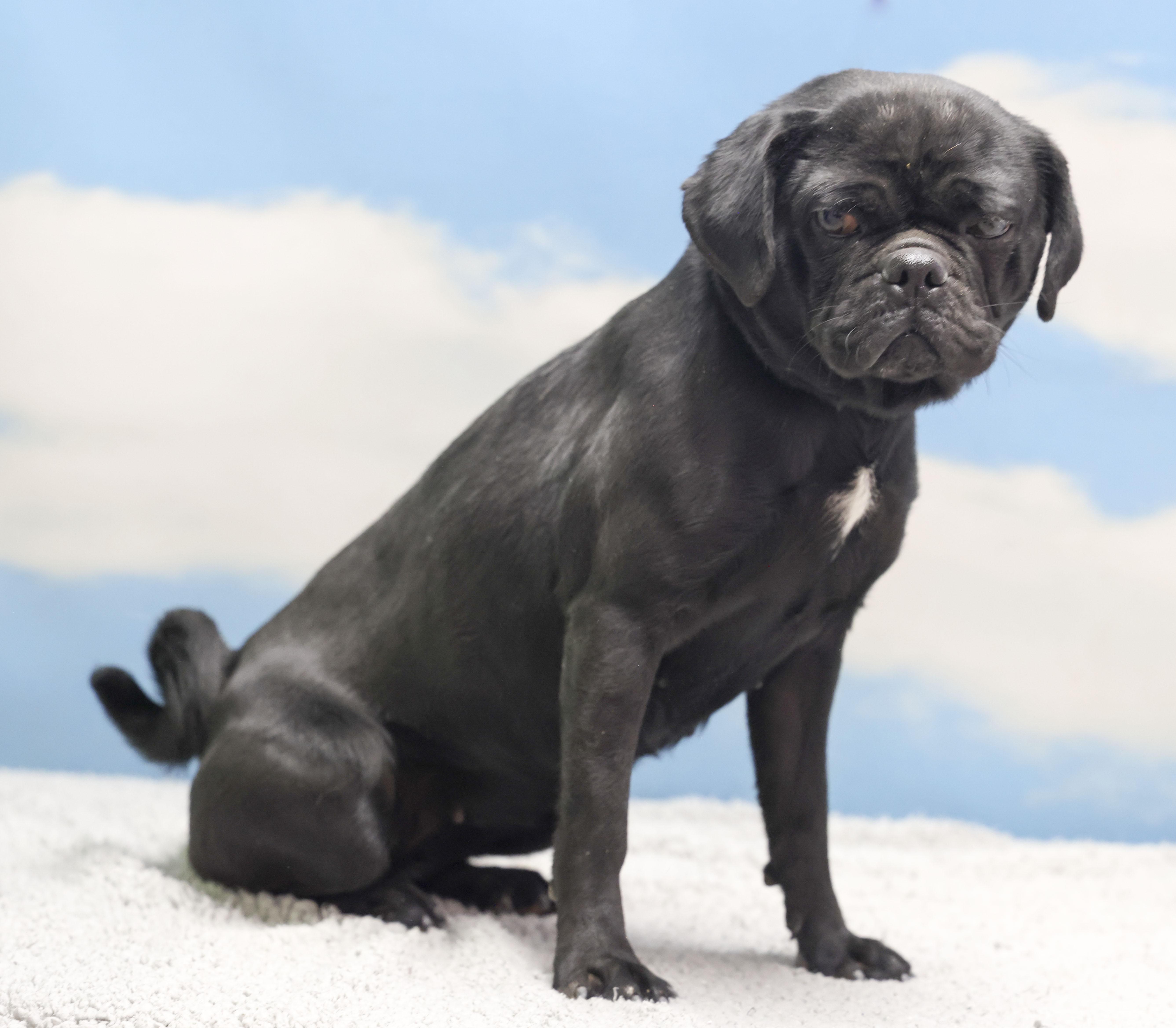 Enlarge Tiny, an adopted Pug in Casa Grande, AZ image 2/4