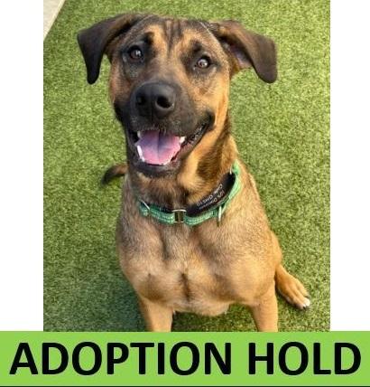 Nala, Adoptable, Adult Female Mixed Breed & Mixed Breed.