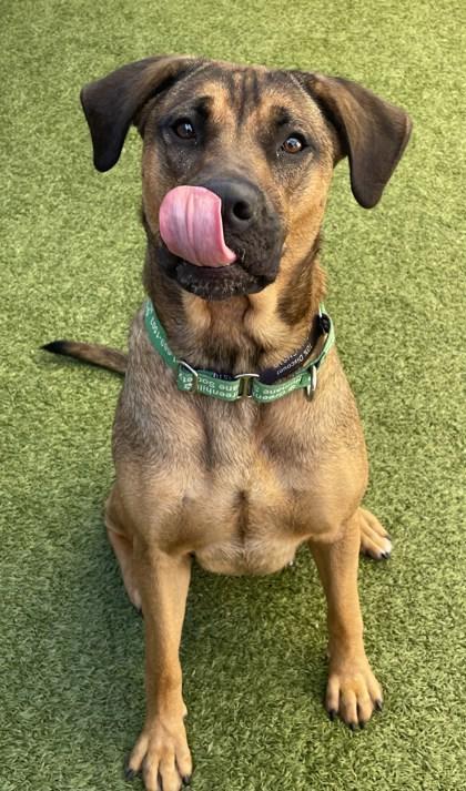 Enlarge Nala, a Adoptable Mixed Breed in Eugene, OR image 1/3