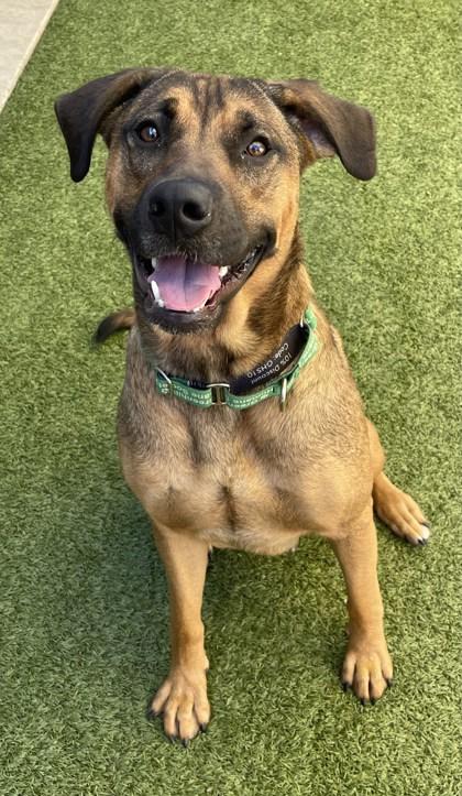 Enlarge Nala, a Adoptable Mixed Breed in Eugene, OR image 2/3