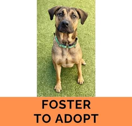 Nala, Adoptable, Adult Female Mixed Breed & Mixed Breed.