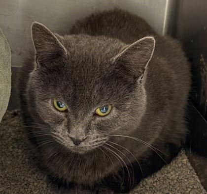 Enlarge Fox, a Adoptable mixed breed in Baraboo, WI image 2/2