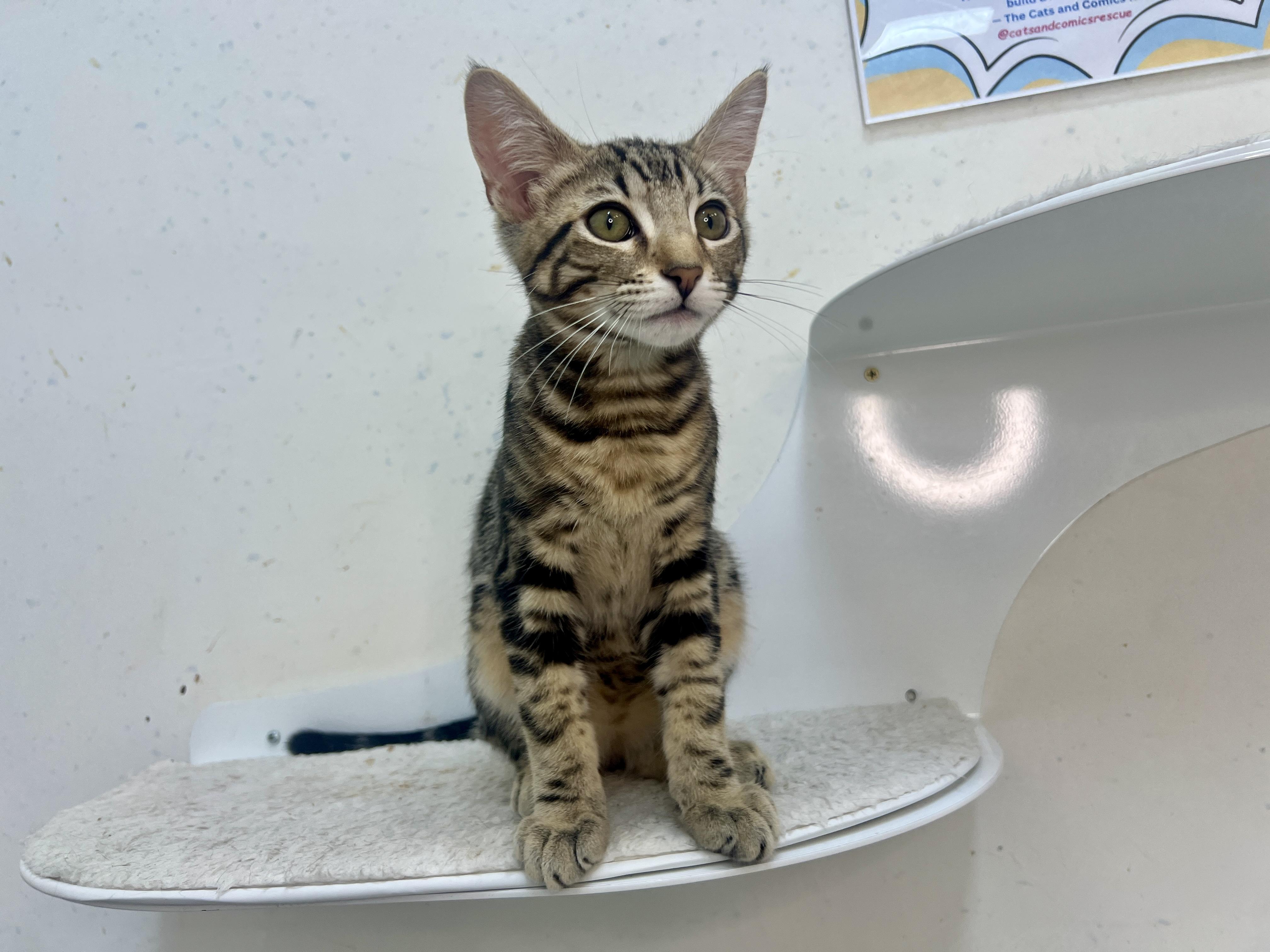 Enlarge felix, a Adopted mixed breed in chino, CA image 1/6