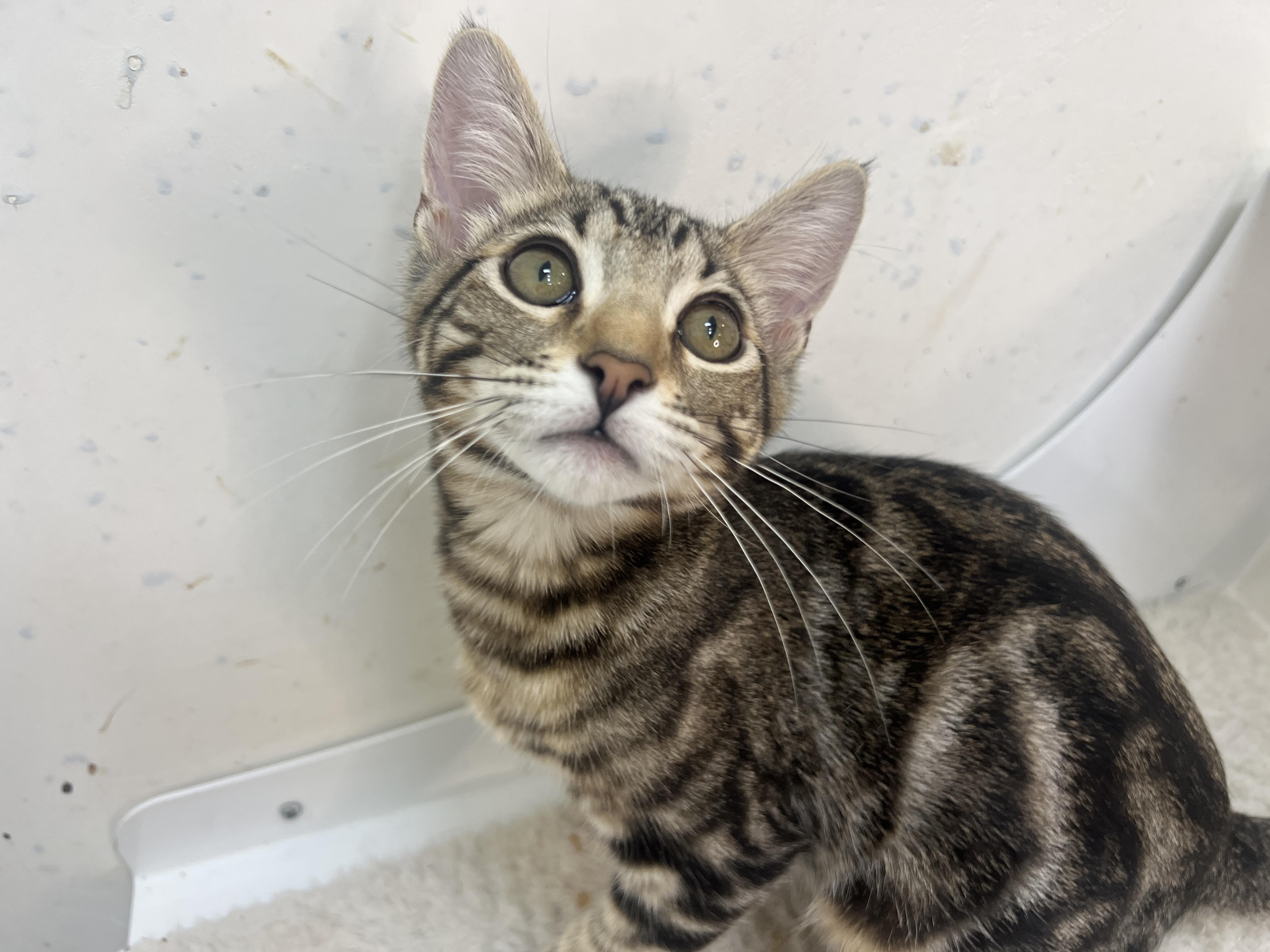 Enlarge felix, a Adopted mixed breed in chino, CA image 5/6