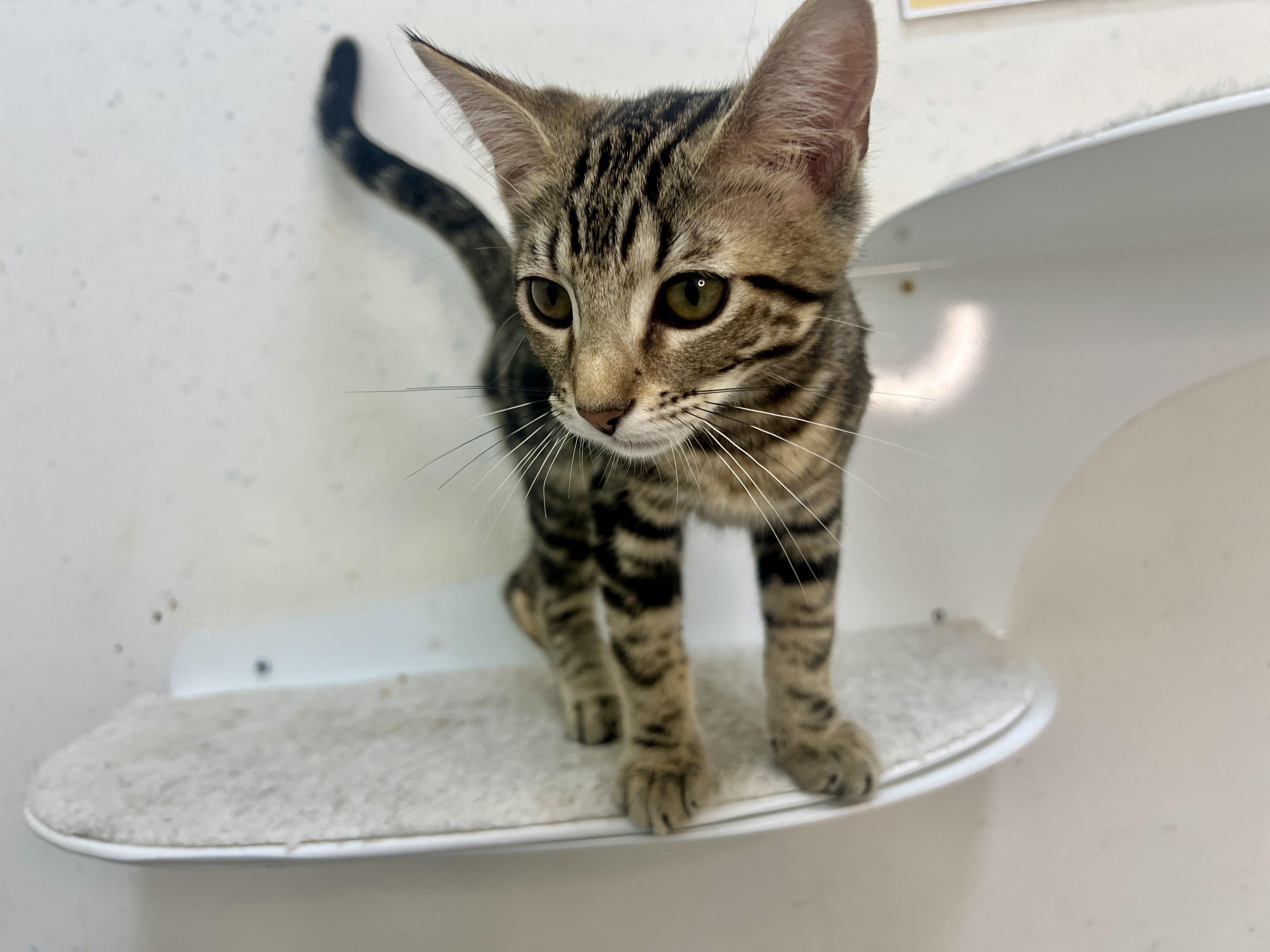 Enlarge felix, a Adopted mixed breed in chino, CA image 6/6