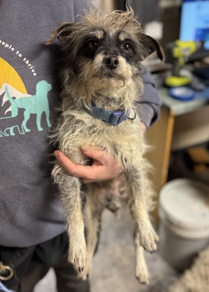 Enlarge Youppi, a ADOPTABLE Mixed Breed in Missoula, MT image 1/1