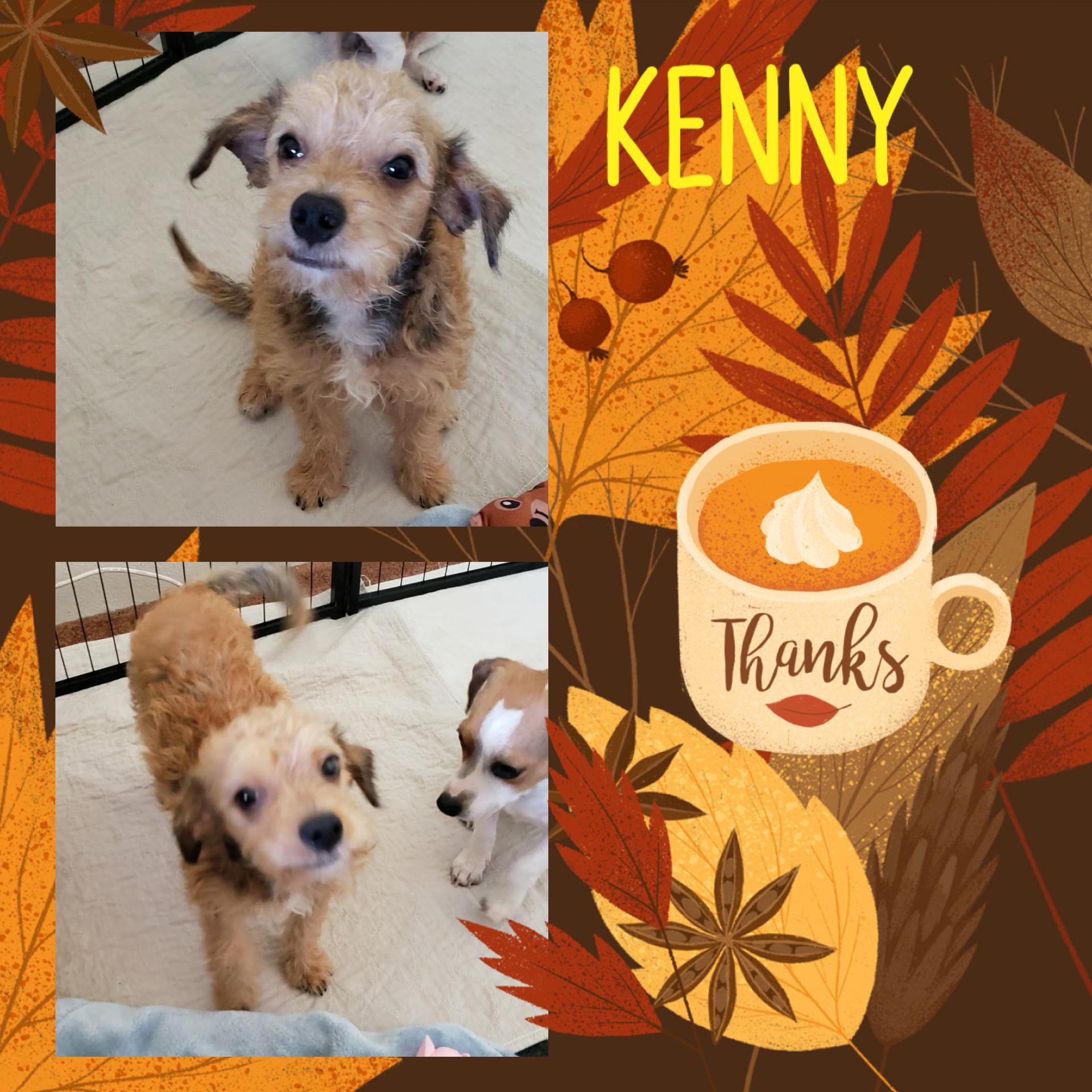 Kenny, Adoptable, Puppy Male Terrier.