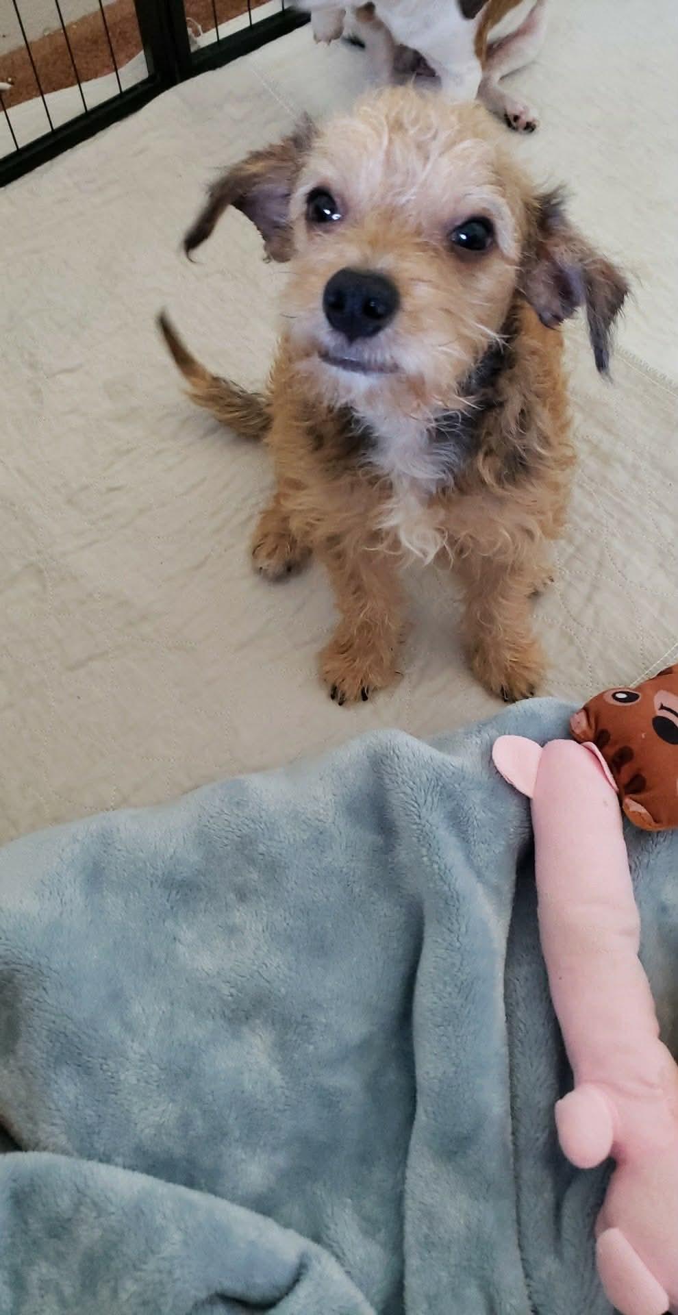 Enlarge Kenny, a Adoptable mixed breed in Eugene, OR image 5/6