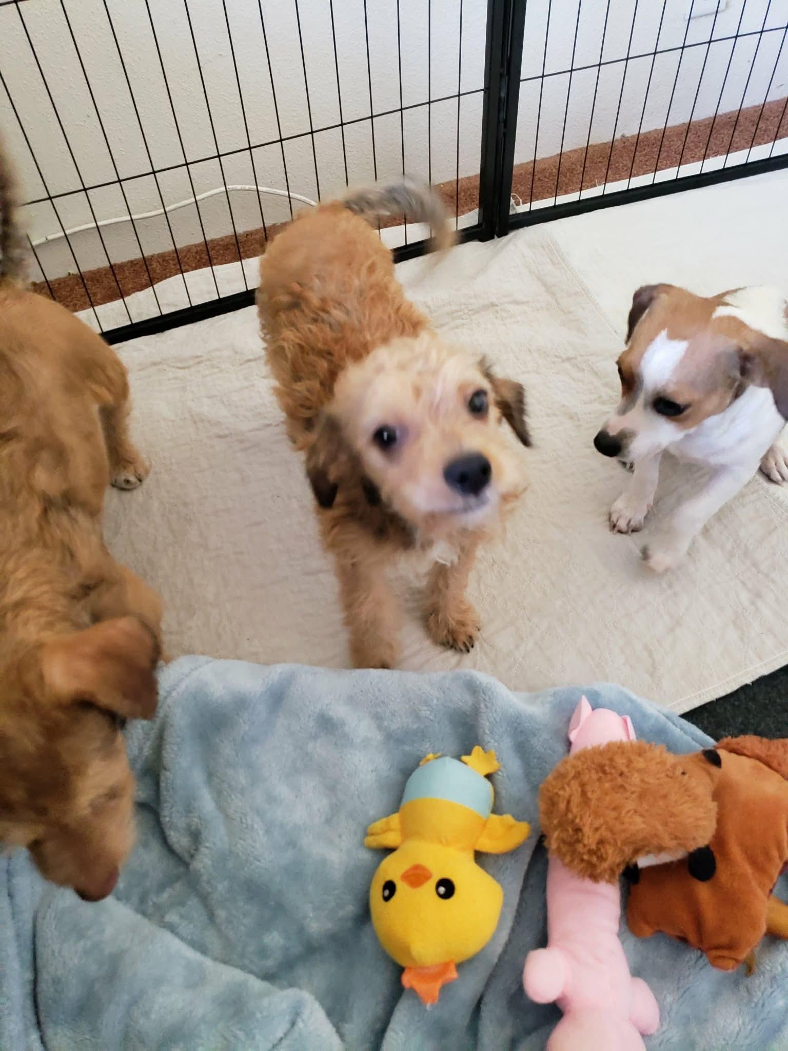 Enlarge Kenny, a Adoptable mixed breed in Eugene, OR image 3/6