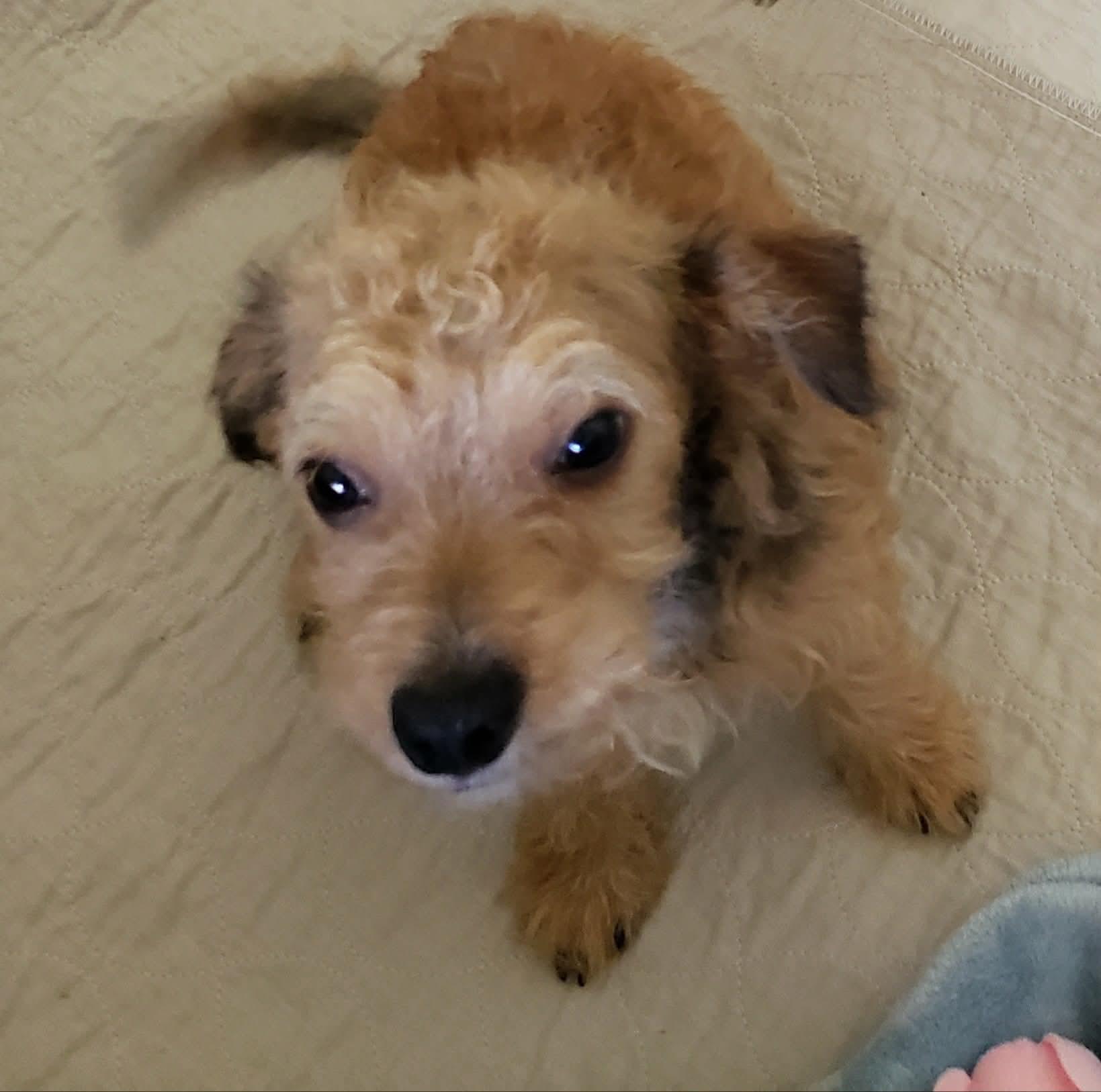 Enlarge Kenny, a Adoptable mixed breed in Eugene, OR image 2/6