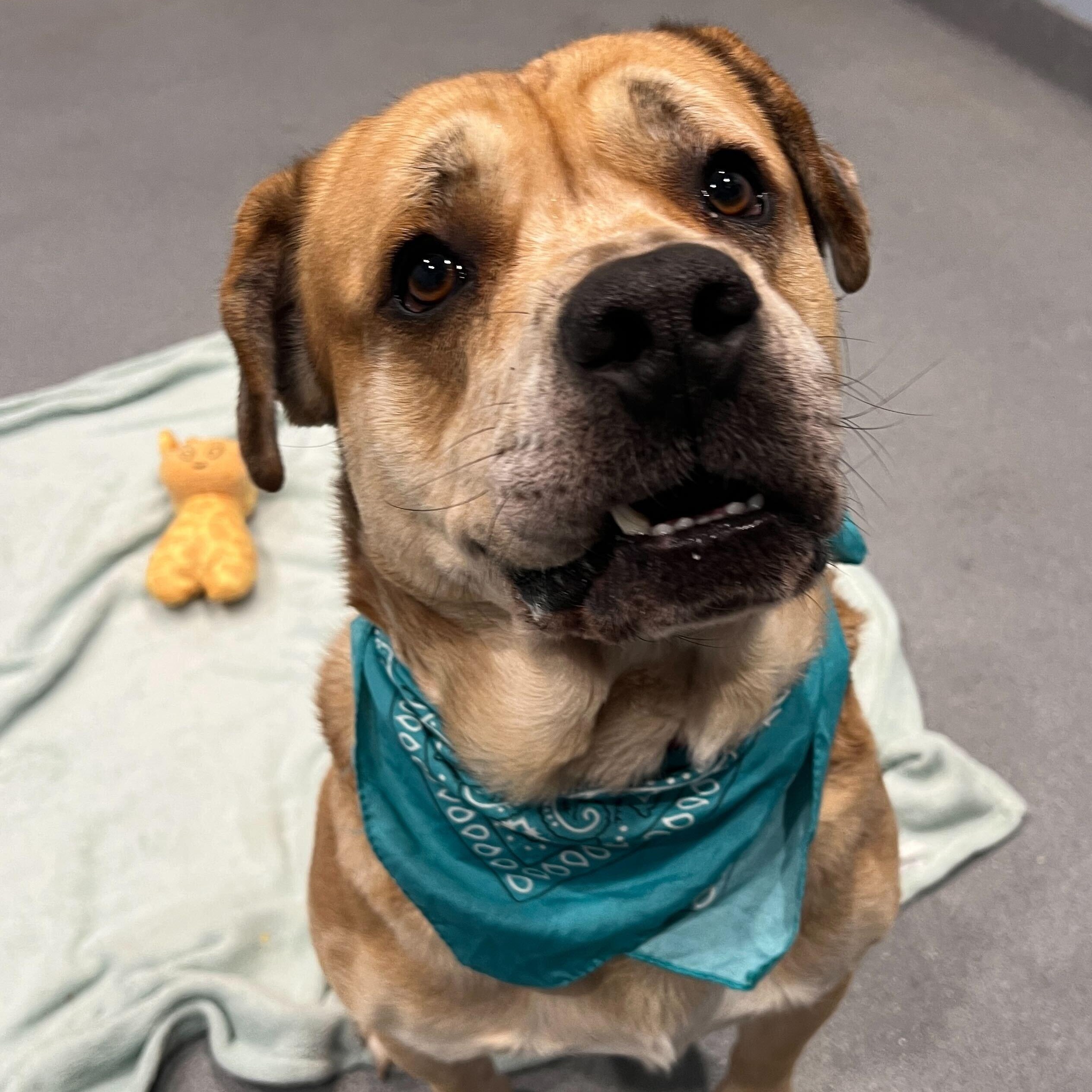 Enlarge Dash, a ADOPTABLE Mixed Breed in Canal Winchester, OH image 3/3