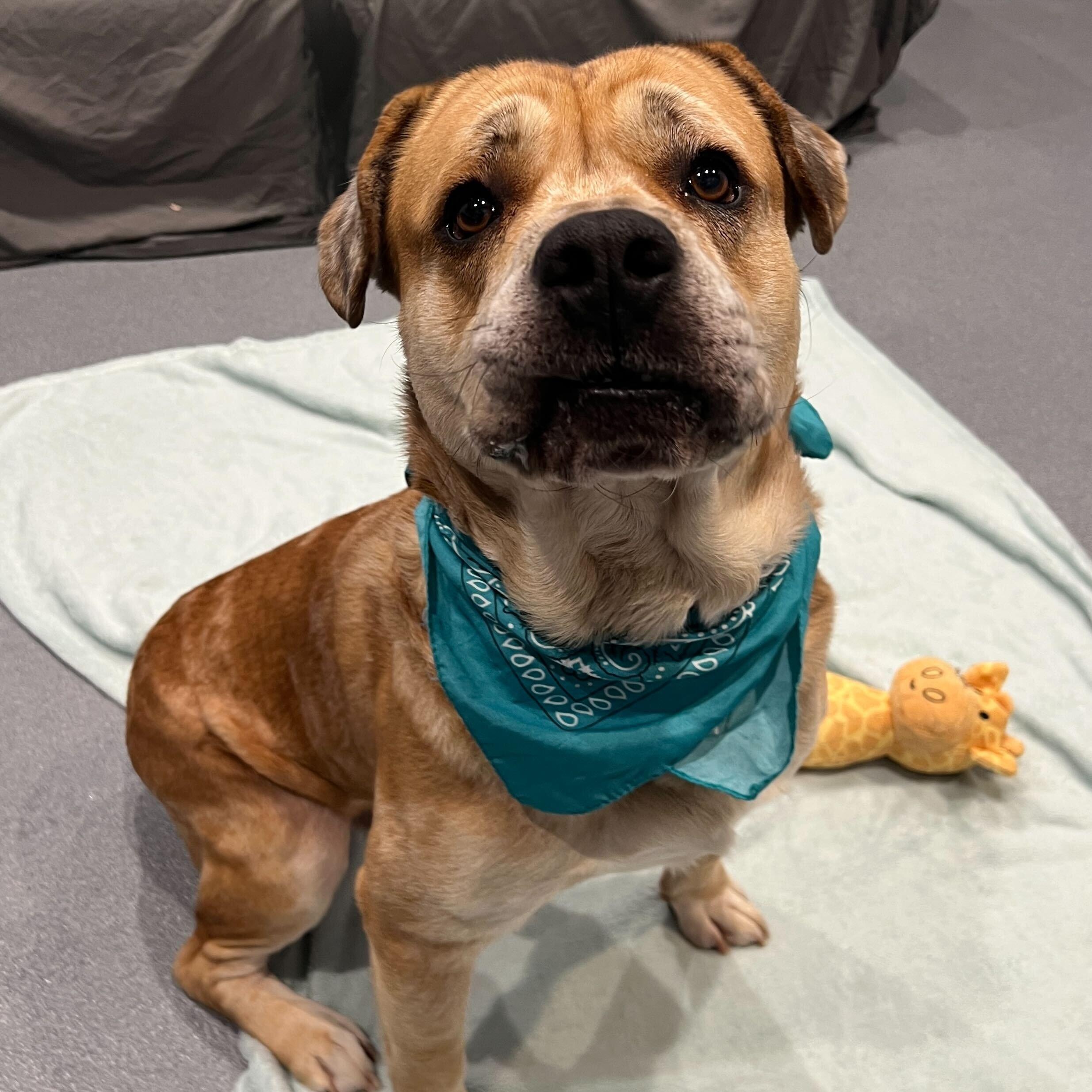 Enlarge Dash, a ADOPTABLE Mixed Breed in Canal Winchester, OH image 2/3