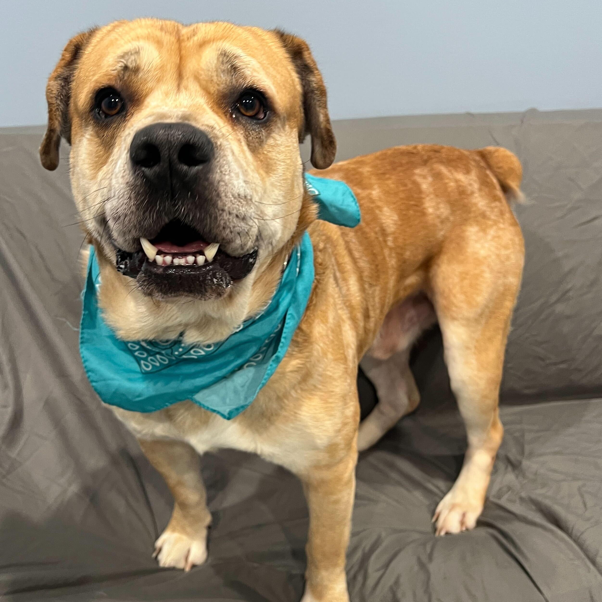 Enlarge Dash, a ADOPTABLE Mixed Breed in Canal Winchester, OH image 1/3